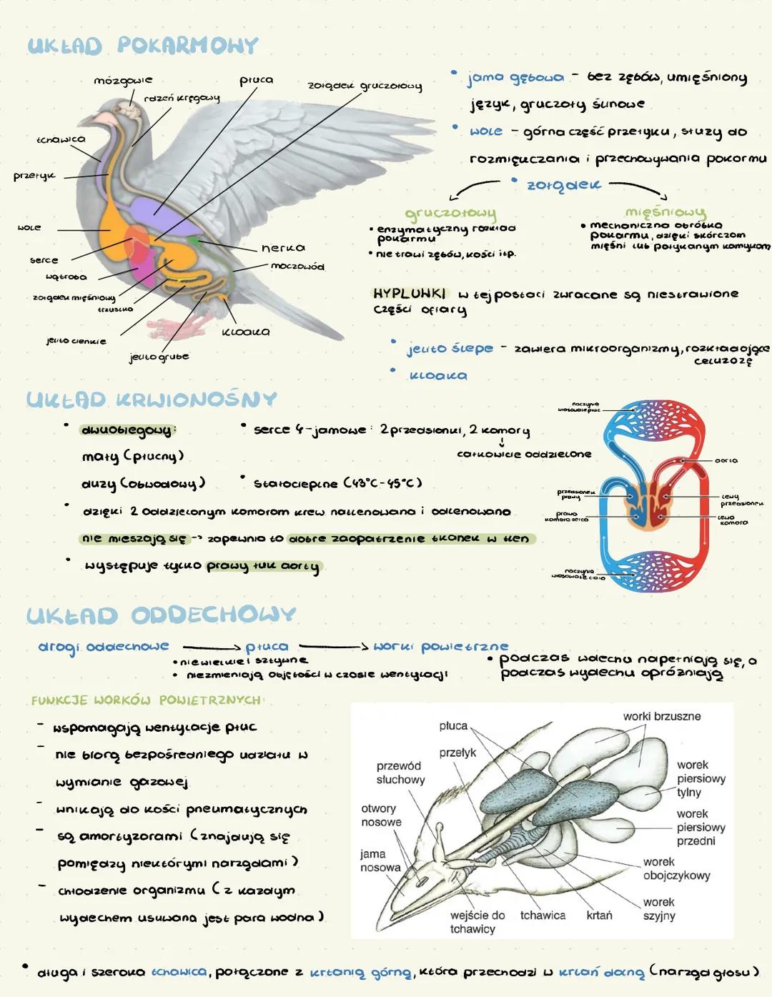 # PTAKI
> zuchwowce, owodniowce, statociepine
Lد pierwotnie (qolone
دیا podwójne oddychanie
Lد pochodzą od gaiów
# POKRYCIE CIAŁA
*