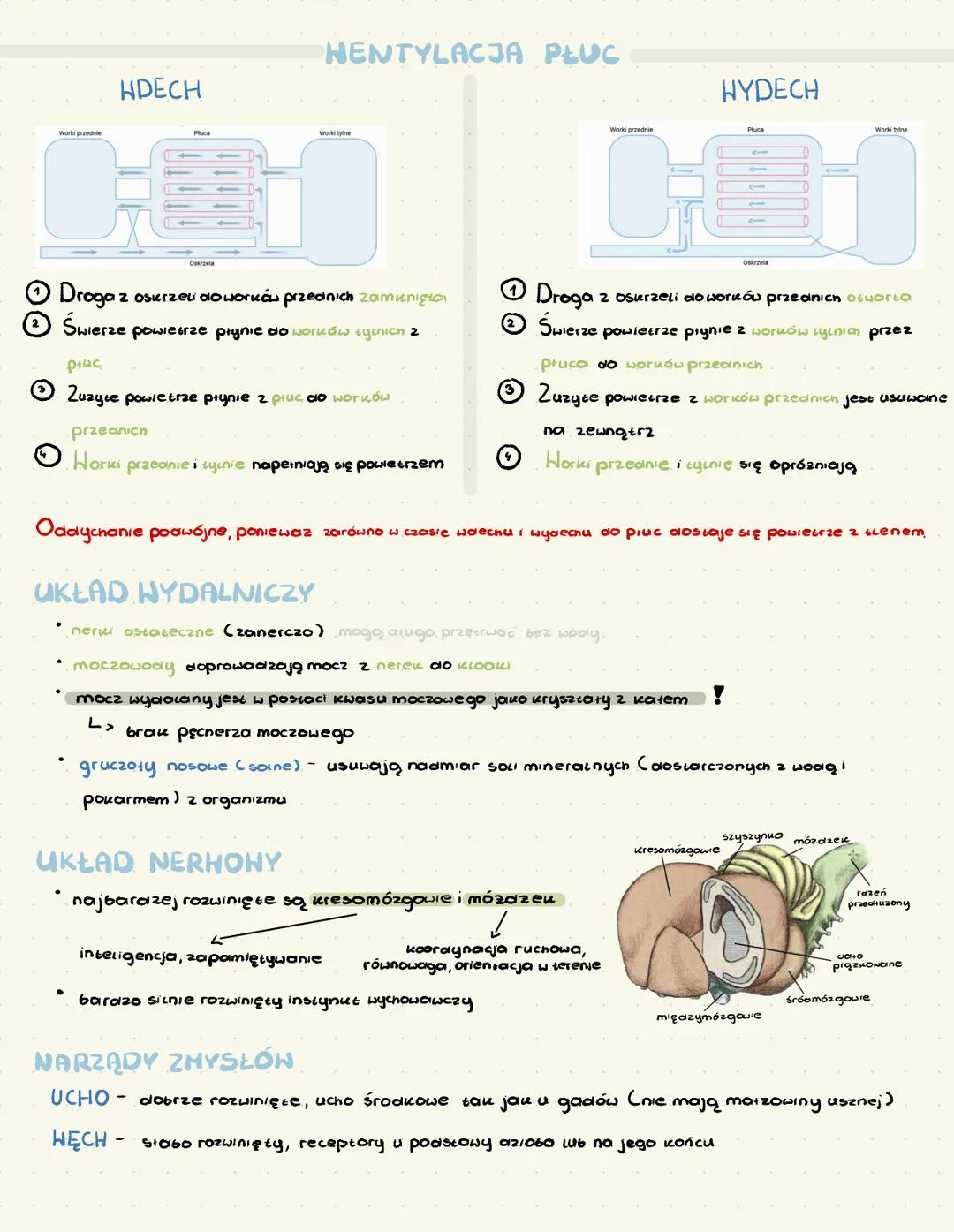 # PTAKI
> zuchwowce, owodniowce, statociepine
Lد pierwotnie (qolone
دیا podwójne oddychanie
Lد pochodzą od gaiów
# POKRYCIE CIAŁA
*