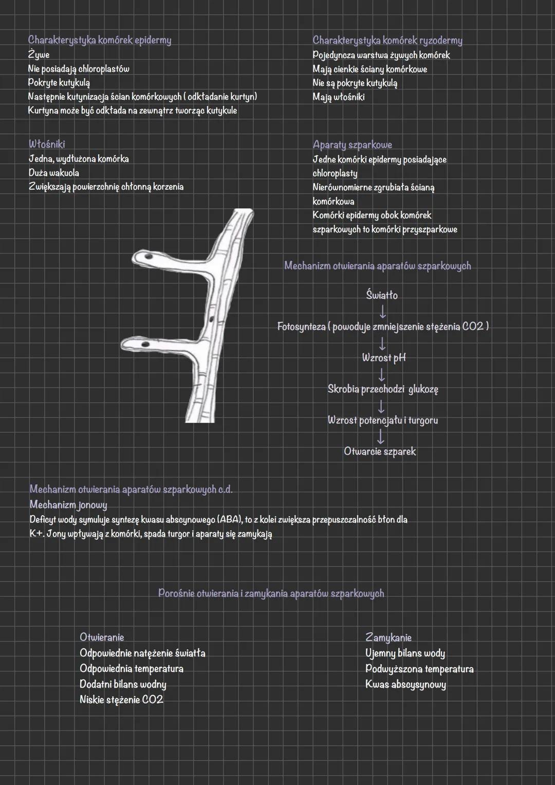 # Tkanki roślinne
Tkanka to grupa komórek o podobnym pochodzeniu i budowie, pełniąca w organizmie
określoną funkcje. U współczesnych roślin