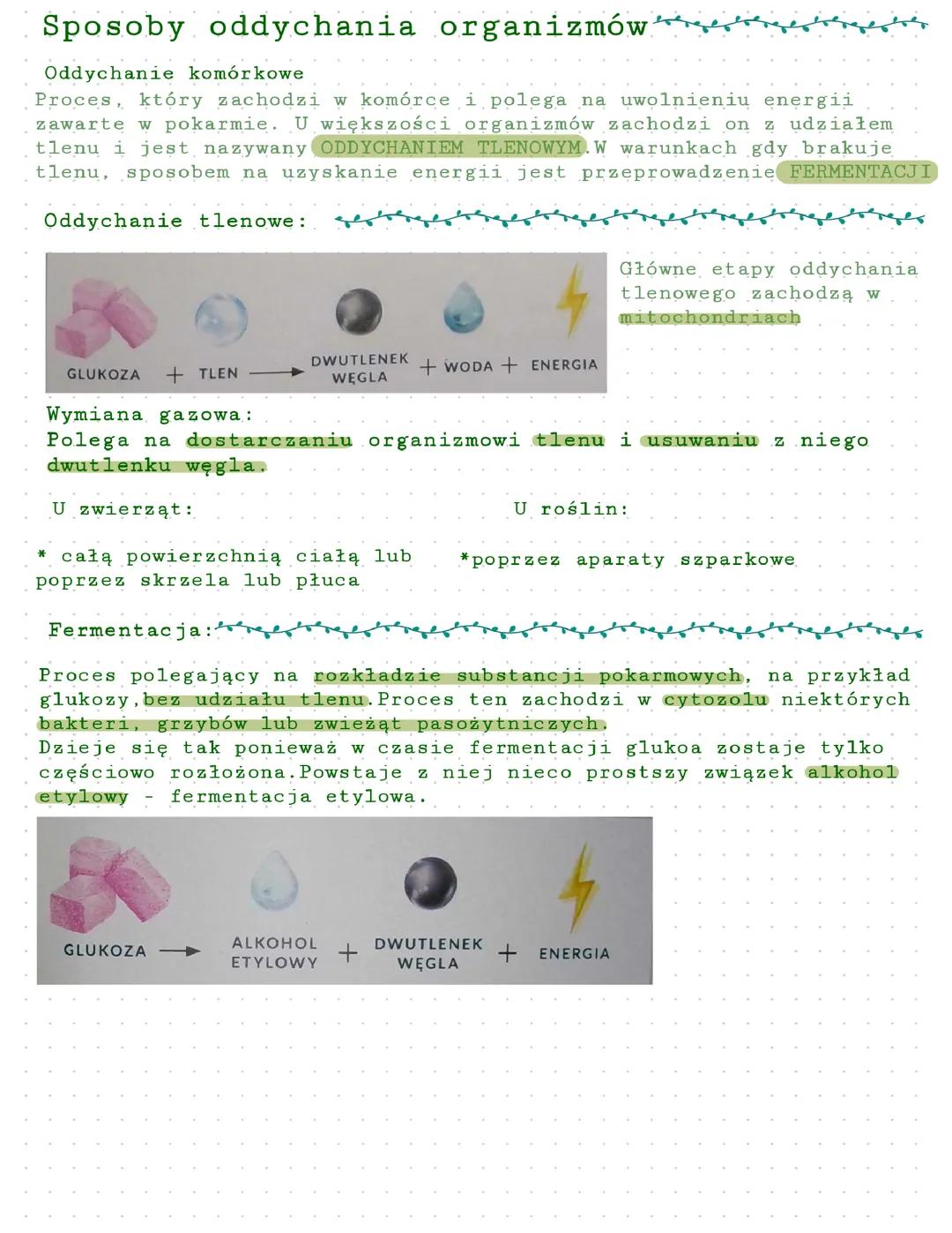 Sposoby oddychania organizmów