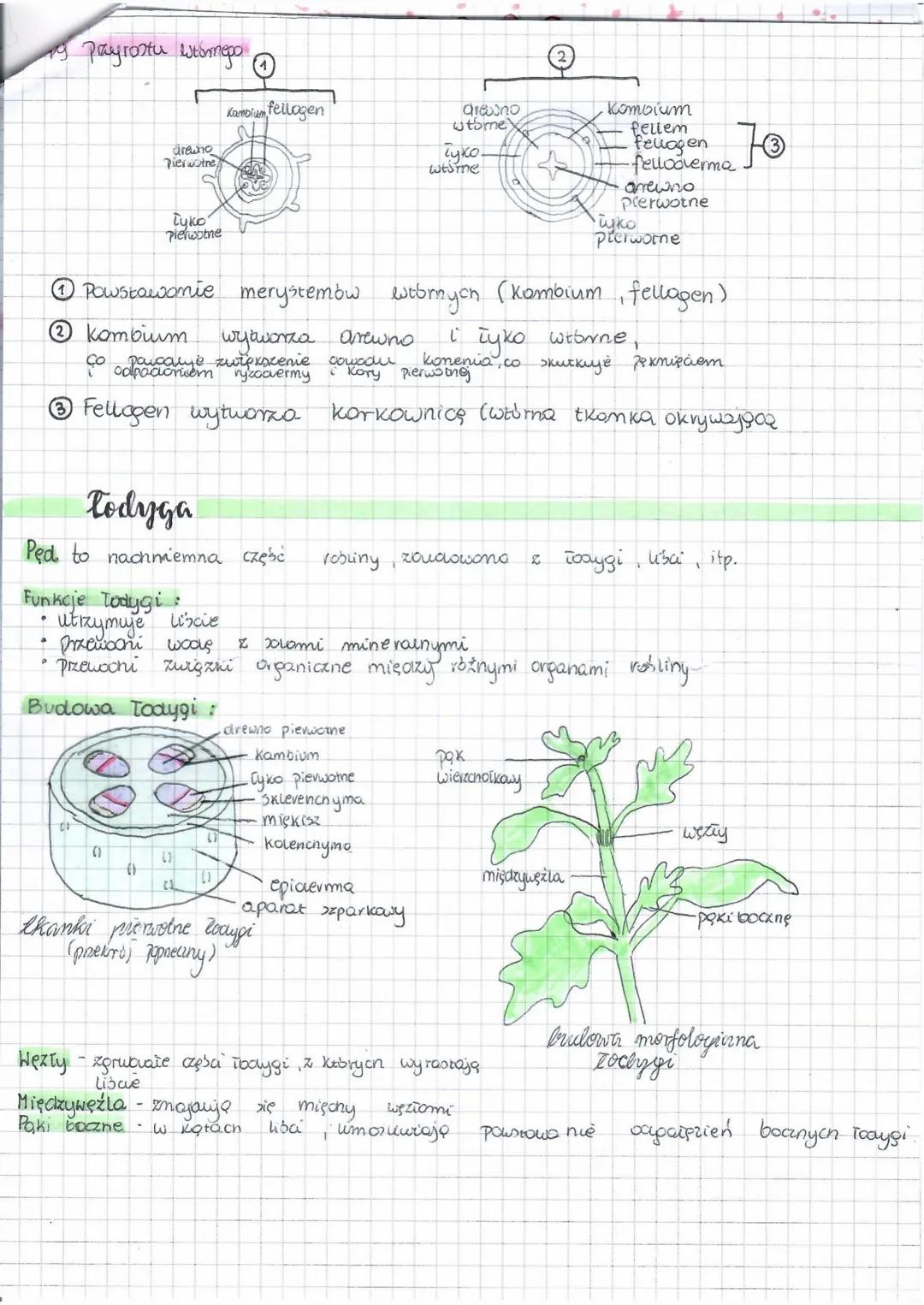 # organy
roślinne
3. 5 korzen
Korzen to:
* orgon wegetatywny
* zazwyczaj pochwomna część robuny
* utrzymuje noslinę w poortażu ora