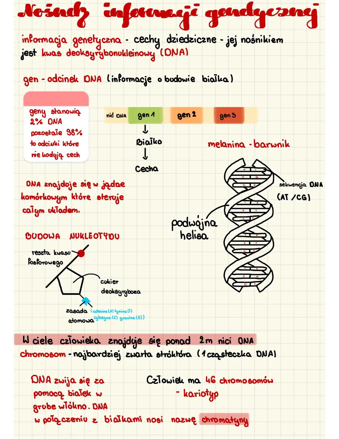 Nośnik informacji genetycznej DNA