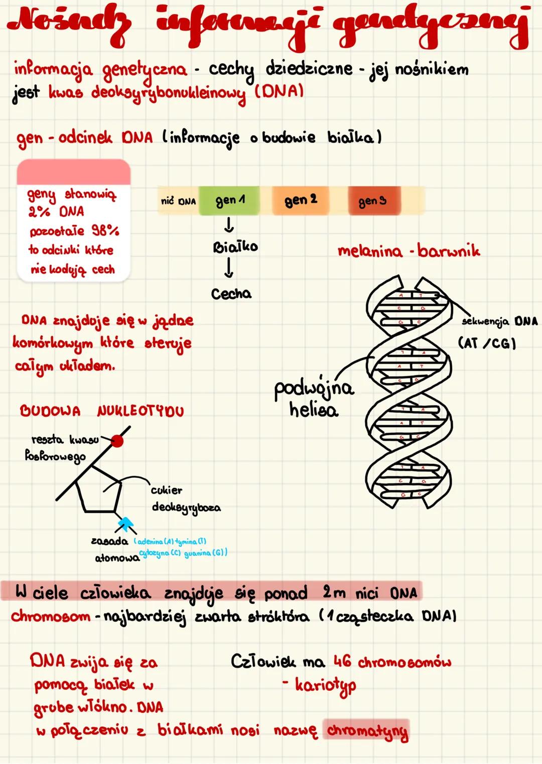 Nosadz informmayi gandyezni
informacja genetyczna - cechy dziedziczne - jej nośnikiem
jest kwas deoksyrybonukleinowy (DNA)
gen - odcinek DNA