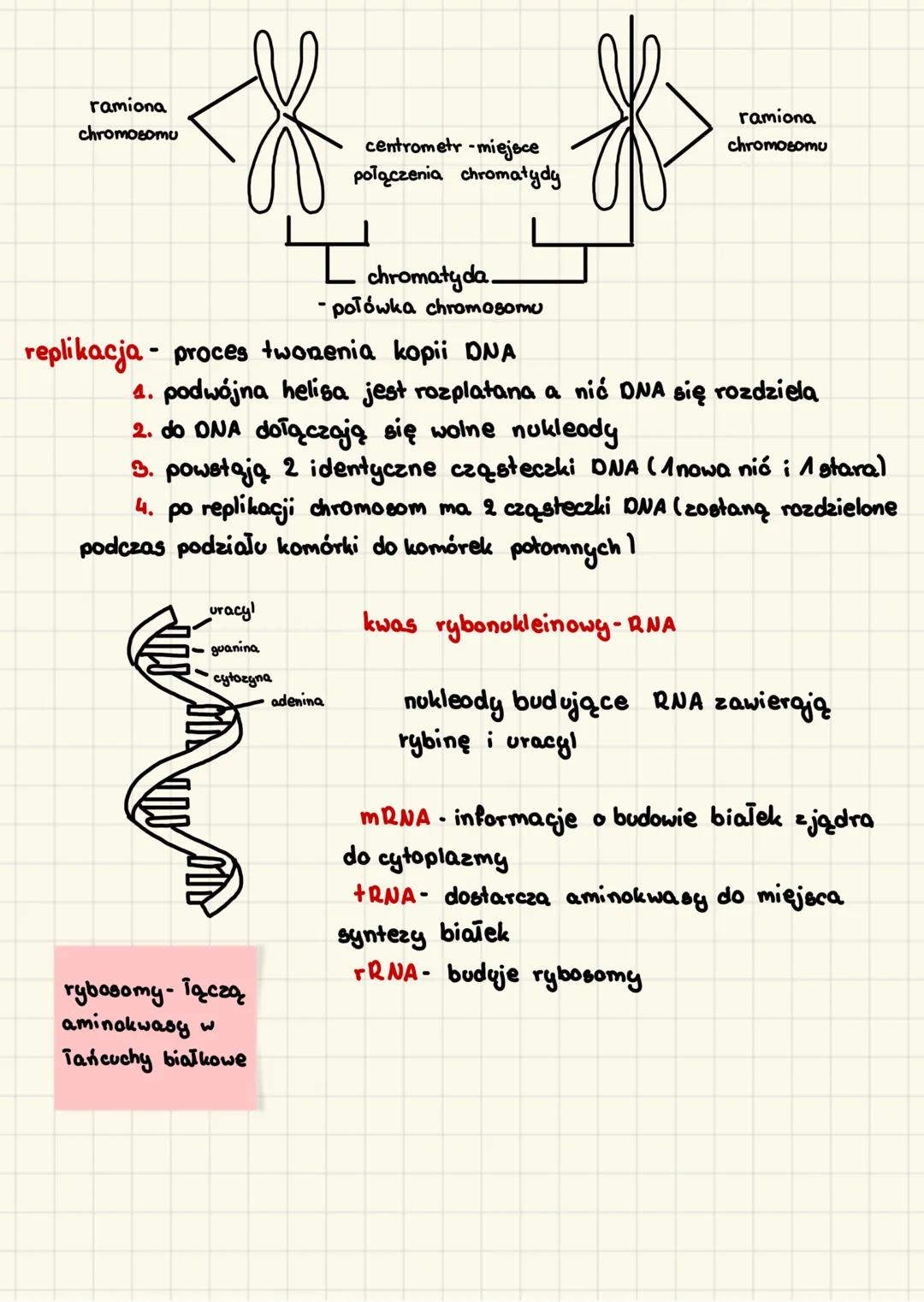 Nosadz informmayi gandyezni
informacja genetyczna - cechy dziedziczne - jej nośnikiem
jest kwas deoksyrybonukleinowy (DNA)
gen - odcinek DNA