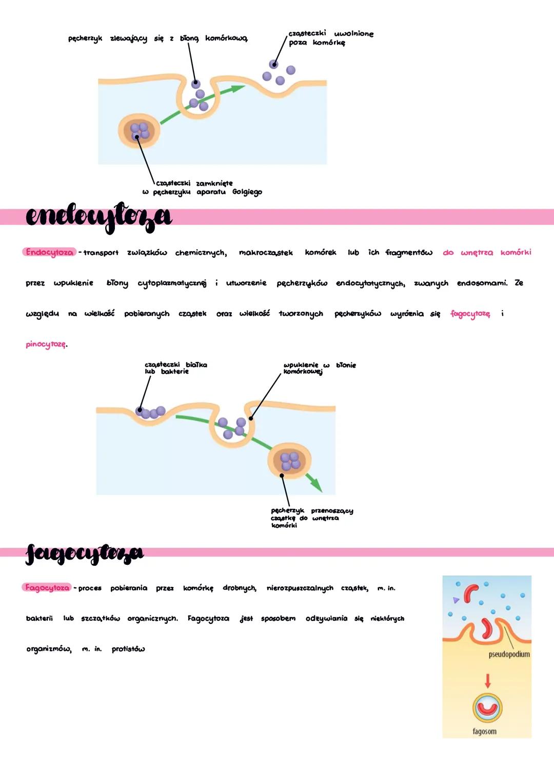 transport przez
Colony biologiczne
Transport przez błony komórkowe
jący dostarczenia energii
mozna ogólnie podzielić na wymagający dostarcze