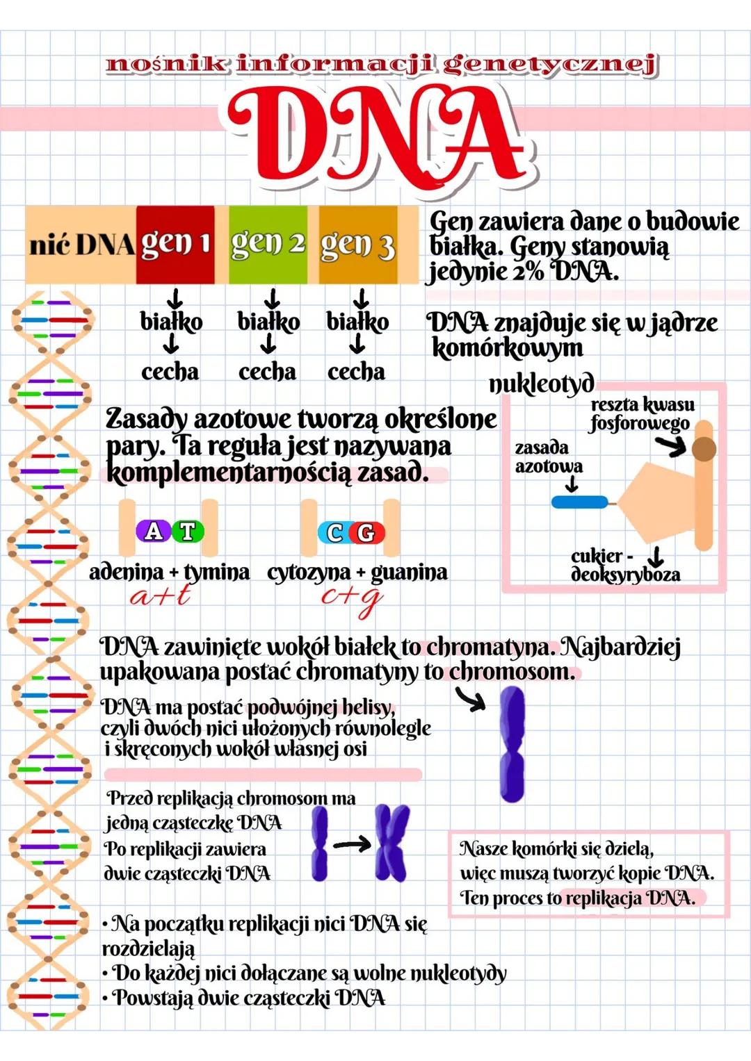 # nośnik informacji genetycznej
# DNA
mić DNA gen 1 gen 2 gen 3
↓
↓
↓
białko białko białko
↓
↓
↓
cecha cecha cecha
Gen zawiera dane