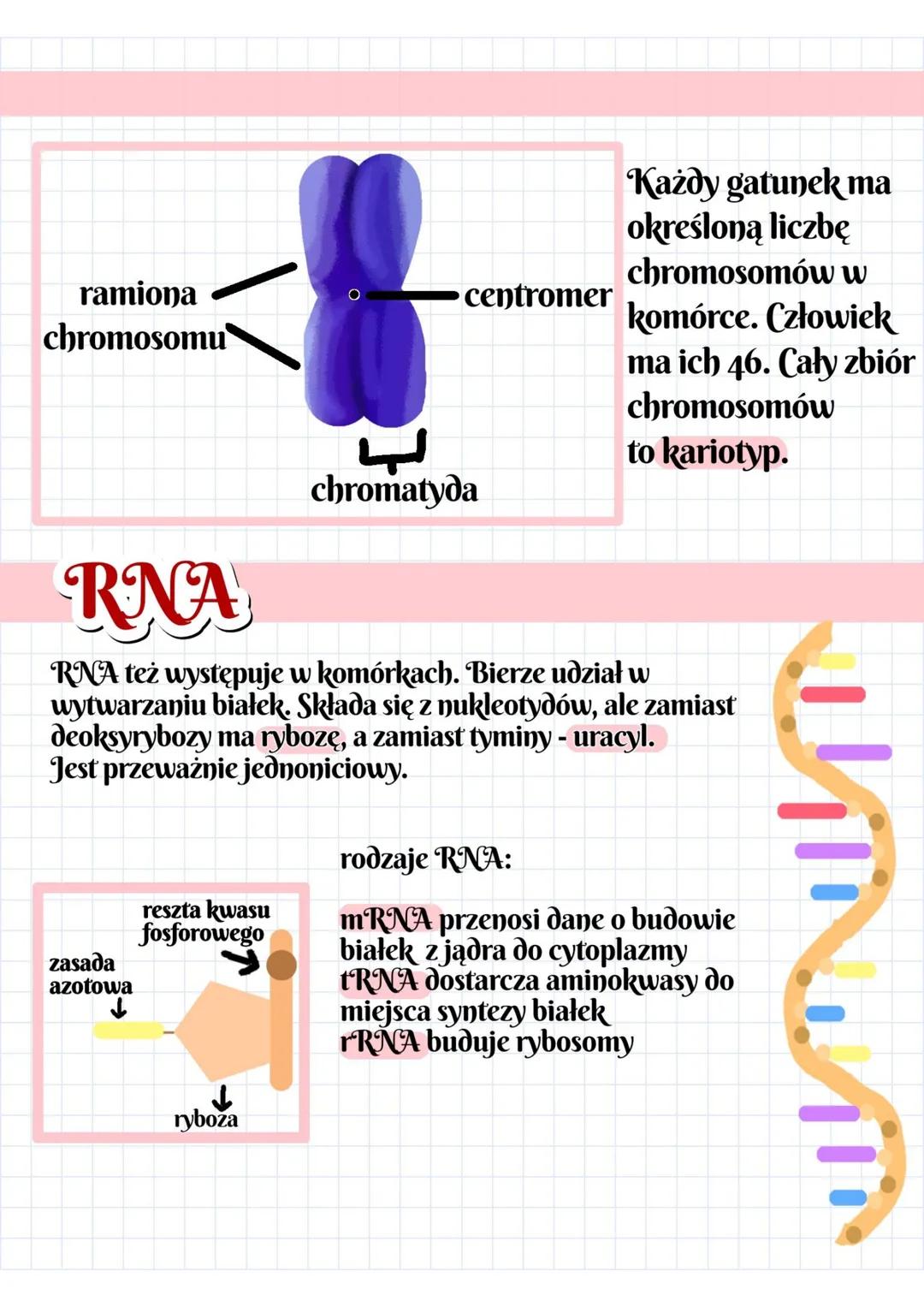 # nośnik informacji genetycznej
# DNA
mić DNA gen 1 gen 2 gen 3
↓
↓
↓
białko białko białko
↓
↓
↓
cecha cecha cecha
Gen zawiera dane