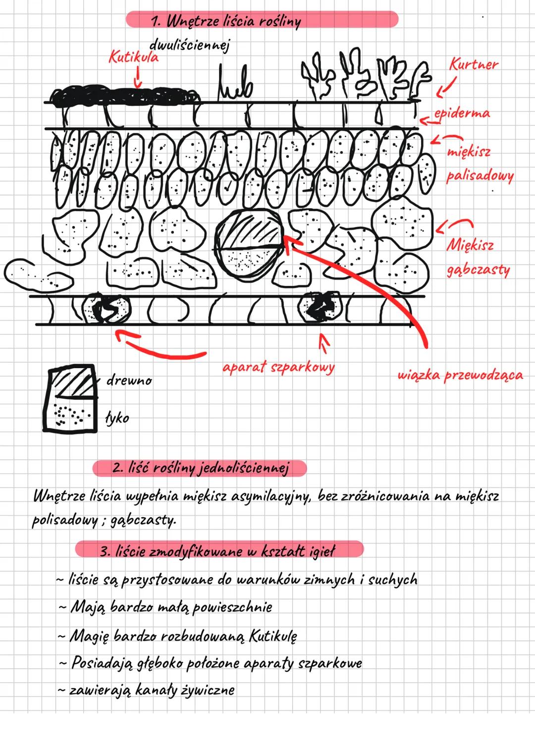 Funkcje liści:
Temat: Budowa i funkcje liści.
- przeprowadzają proces fotosyntezy
- przeprowadzają wymianę gazów
- przeprowadzają proces tra