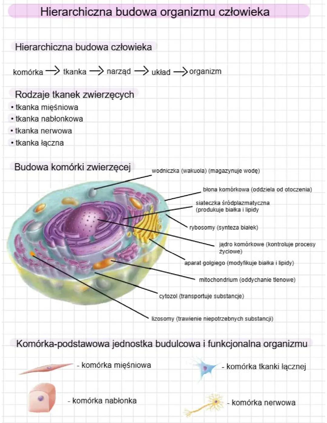 Hierarchiczna budowa organizmu człowieka.