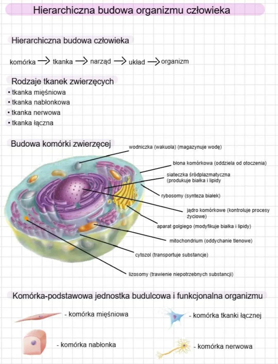 Hierarchiczna budowa organizmu człowieka
Hierarchiczna budowa człowieka
komórka tkanka → narząd → układ → organizm
Rodzaje tkanek zwierzęcyc