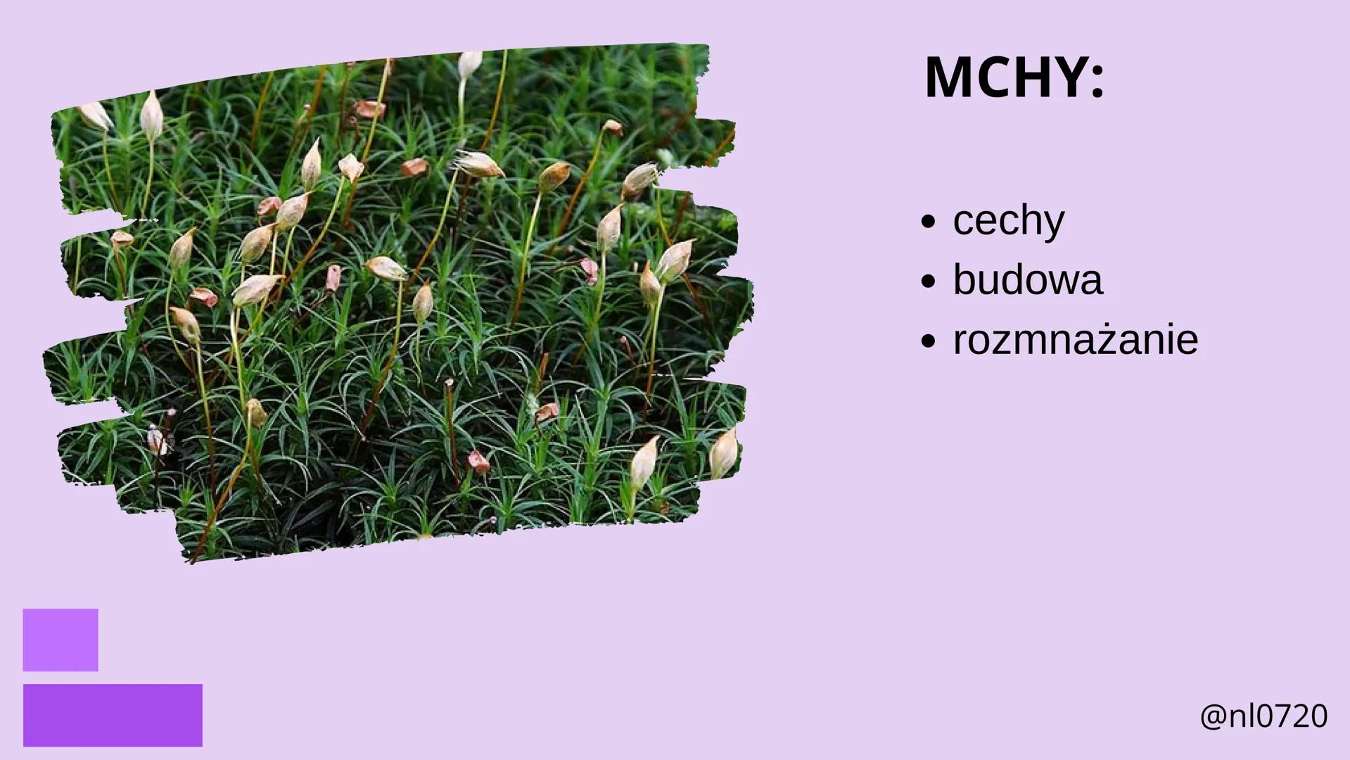 MCHY I PAPROTNIKI
@nl0720 MCHY:
• cechy
•
budowa
rozmnażanie
@nl0720 PAPROTNIKI:
cechy
paprociowe
budowa
skrzypowe
widłakowe
@nl0720 MCHY
@n