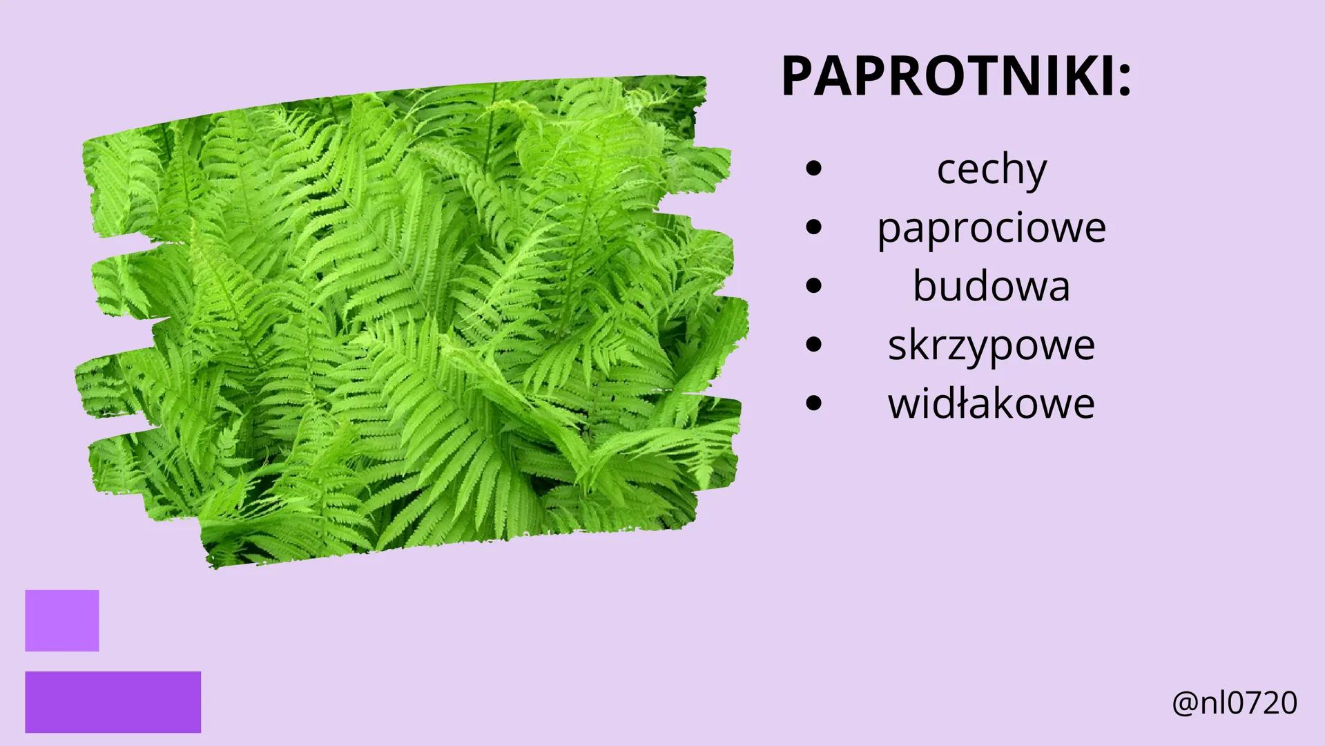 MCHY I PAPROTNIKI
@nl0720 MCHY:
• cechy
•
budowa
rozmnażanie
@nl0720 PAPROTNIKI:
cechy
paprociowe
budowa
skrzypowe
widłakowe
@nl0720 MCHY
@n