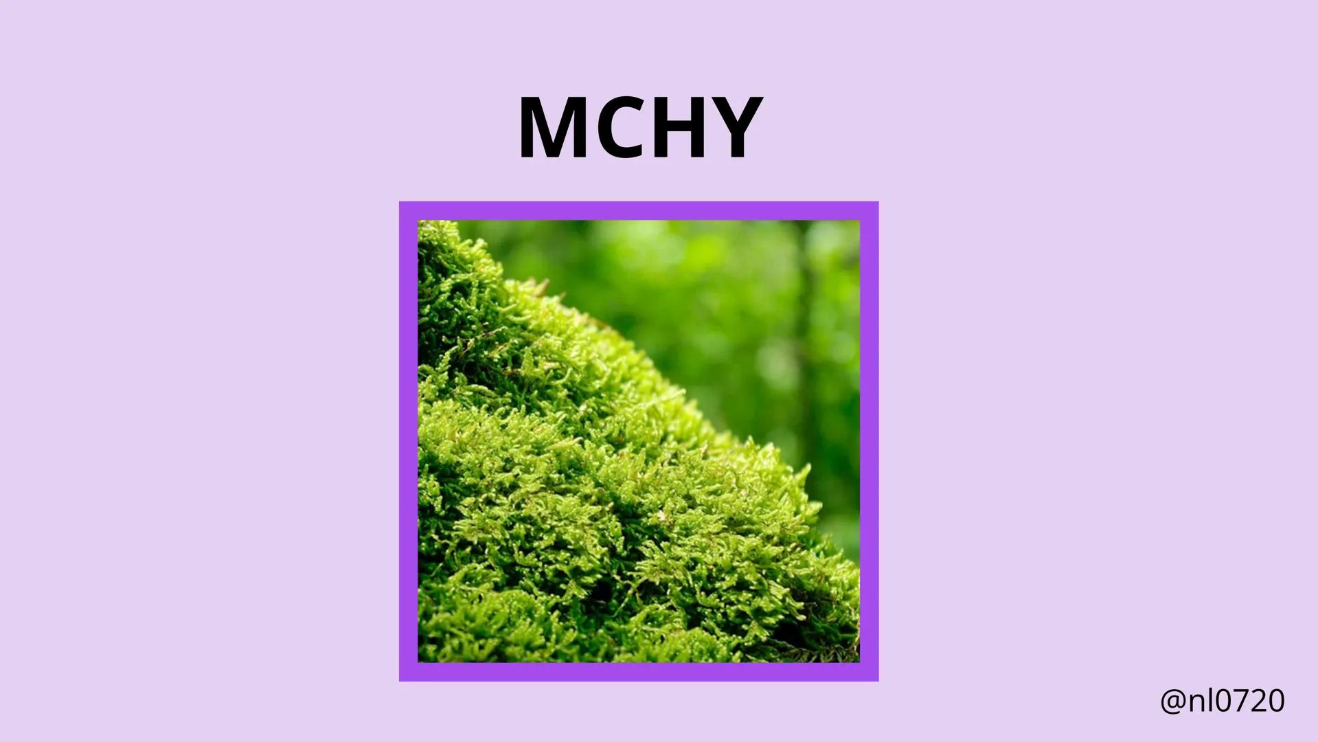 MCHY I PAPROTNIKI
@nl0720 MCHY:
• cechy
•
budowa
rozmnażanie
@nl0720 PAPROTNIKI:
cechy
paprociowe
budowa
skrzypowe
widłakowe
@nl0720 MCHY
@n