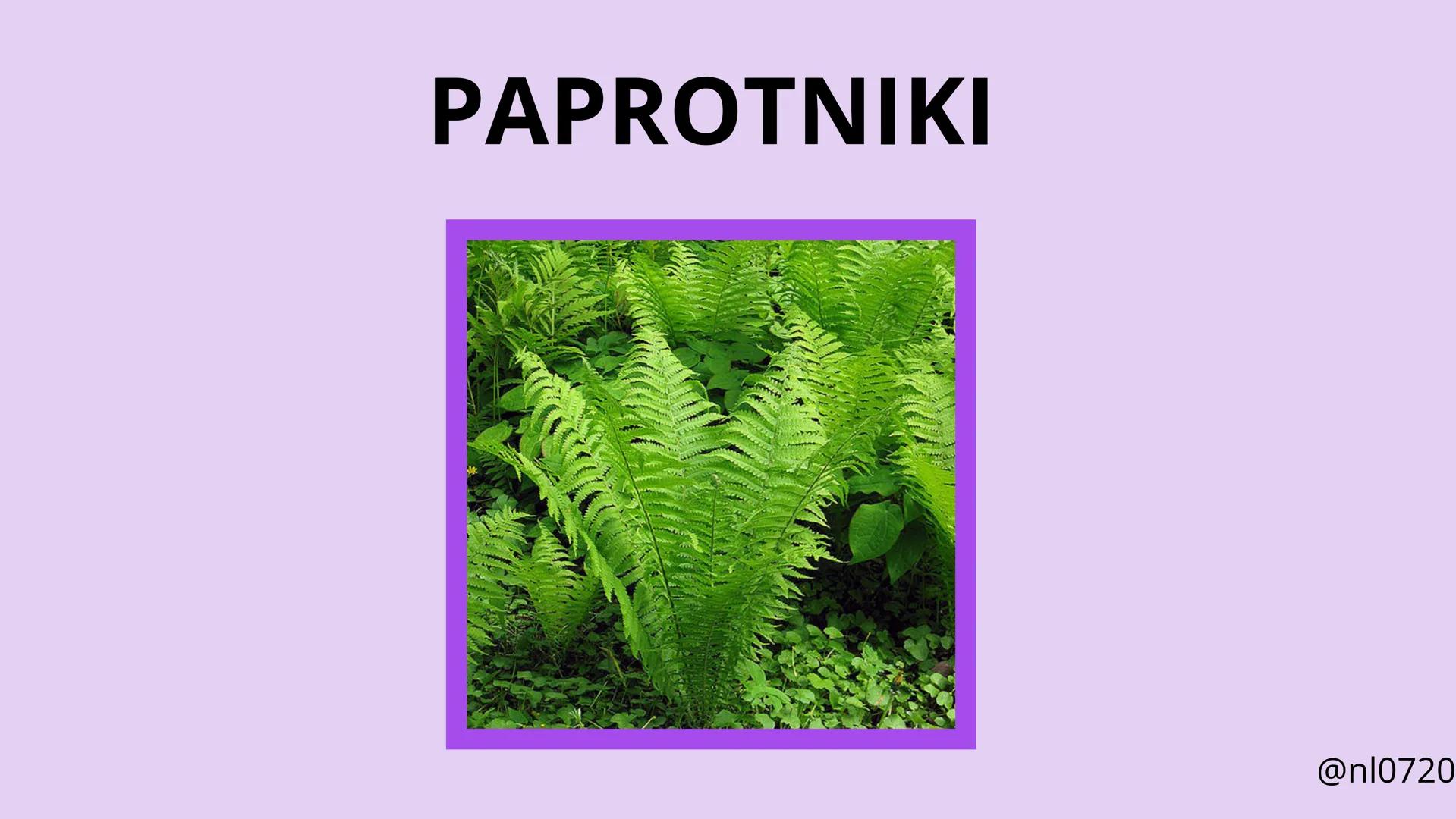 MCHY I PAPROTNIKI
@nl0720 MCHY:
• cechy
•
budowa
rozmnażanie
@nl0720 PAPROTNIKI:
cechy
paprociowe
budowa
skrzypowe
widłakowe
@nl0720 MCHY
@n