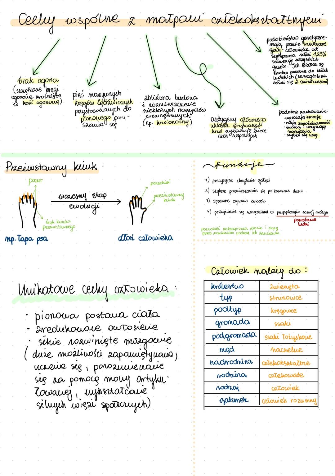 Ceeky wspólne & małpani cxtekokształtnyeur
podobieństw genetyczne-
mają prawie identyone
geny- człowieka od
Szympausa voini 1,23%
sekwengi w
