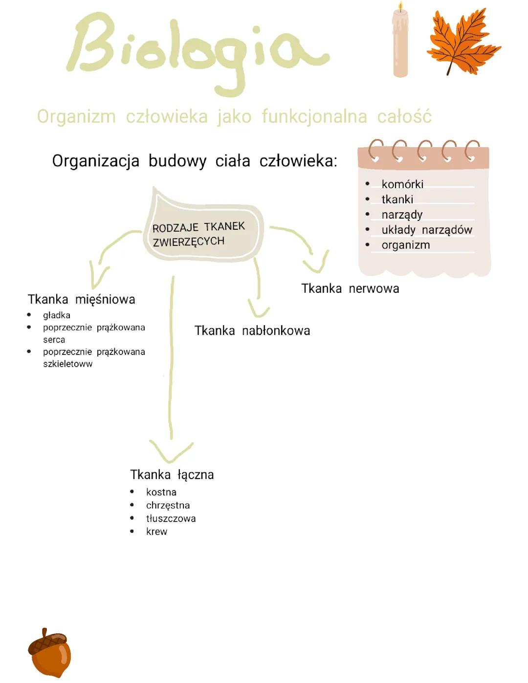 Organizm człowieka jako funkcjonalna całość biologia