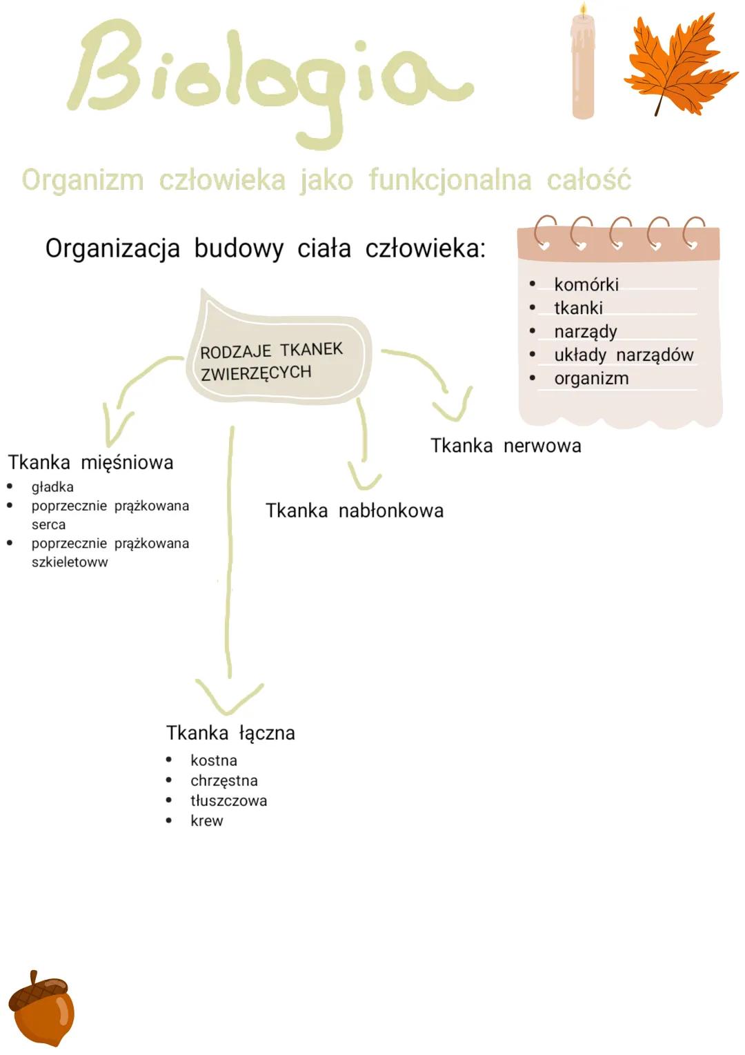 Biologia
Organizm człowieka jako funkcjonalna całość
Organizacja budowy ciała człowieka:
ссс
Tkanka mięśniowa
•
•
gładka
poprzecznie prążkow
