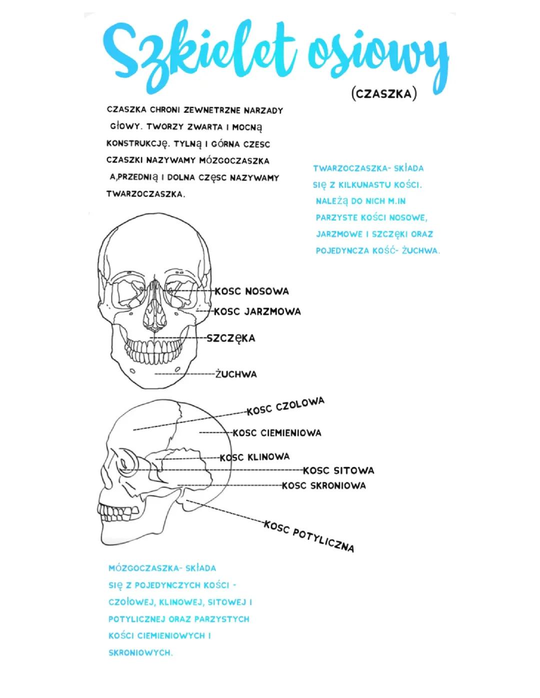 Szkielet osiowy- czaszka