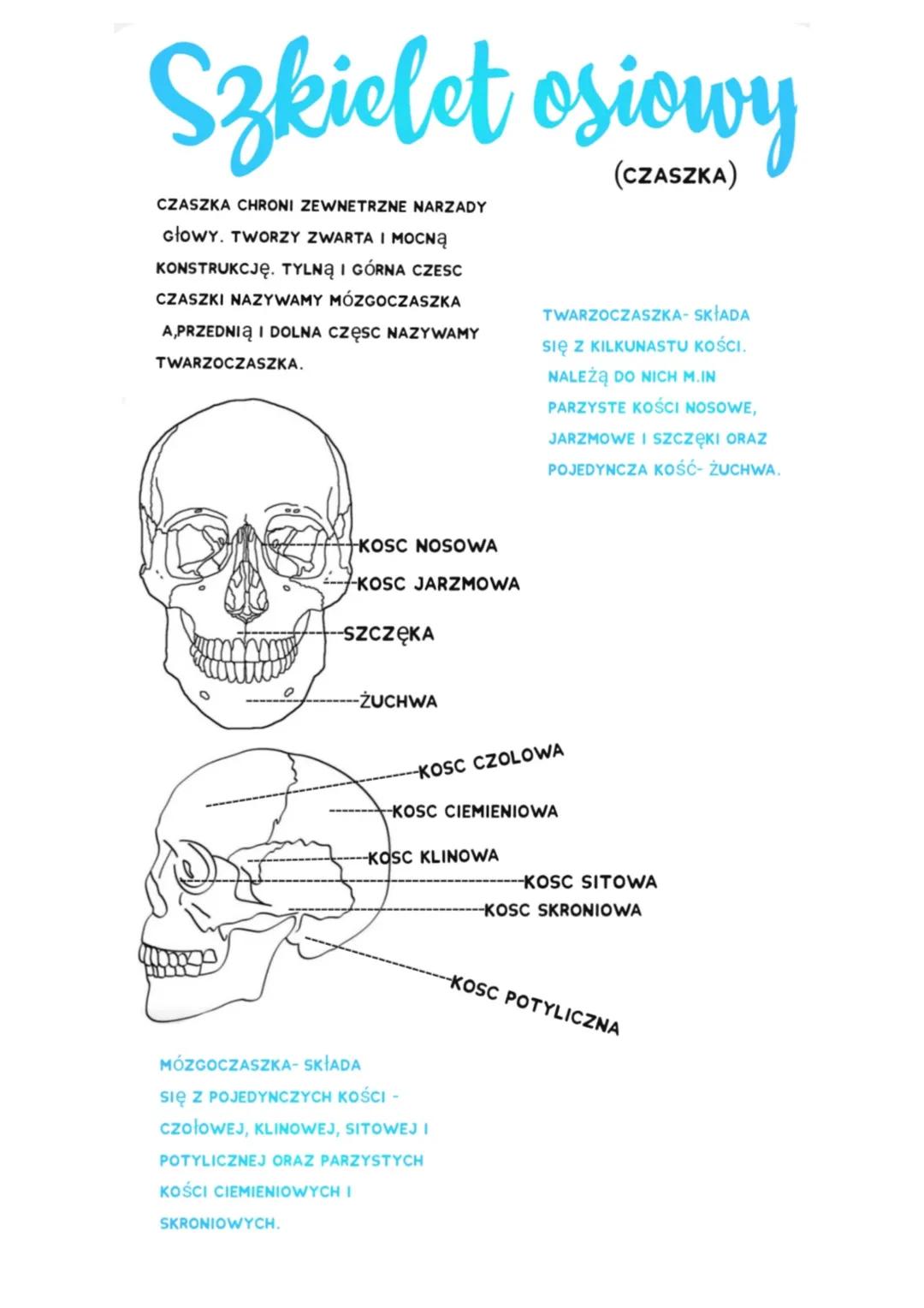 Szkielet osiowy
CZASZKA CHRONI ZEWNETRZNE NARZADY
GłOWY. TWORZY ZWARTA I Mocną
KONSTRUKCJĘ. TYLNĄ I GÓRNA CZESC
CZASZKI NAZYWAMY MÓZGOCZASZK