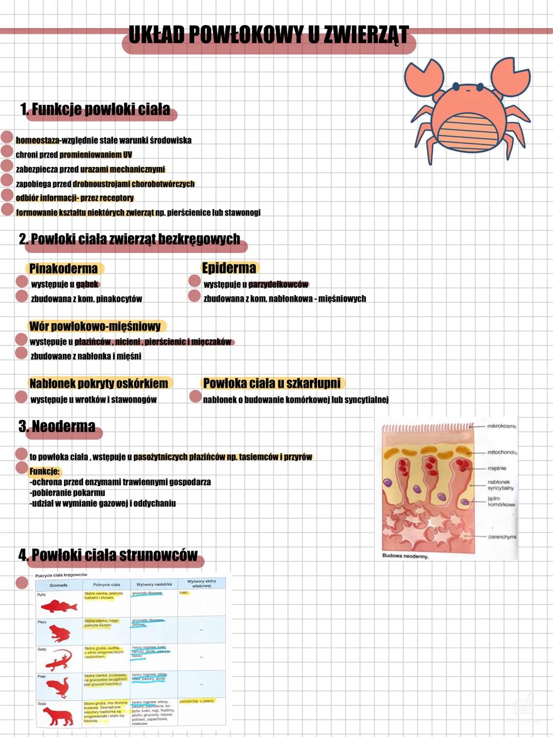 Układ powłokowy u zwierząt