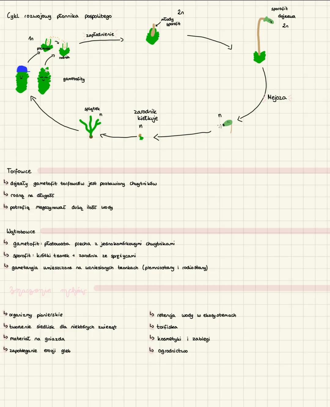 Hszaki to rośliny Lądowe, w których cyklu życiowym dominuje gametofit.
Mchy
właściwe
torfowe
Podział mszaków
glewiki
wątrobowce
Mchy zamiesz