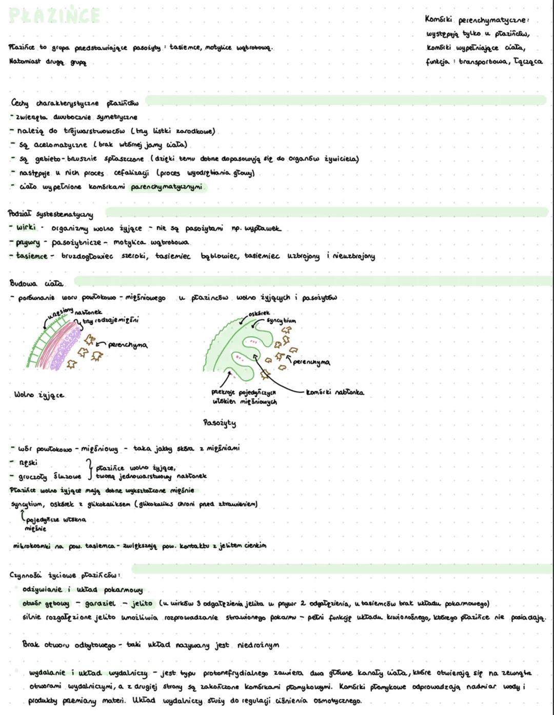 # PŁAZINCE
Plazinice to grupa predstawiające pasożyty tasiemce, motylice wątrobową.
Natomiast drugą grupą
Komórki perenchymatyczne:
występ