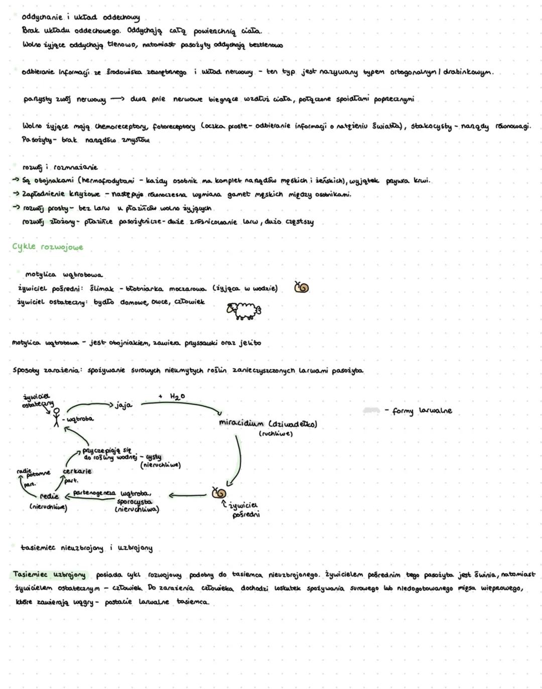 # PŁAZINCE
Plazinice to grupa predstawiające pasożyty tasiemce, motylice wątrobową.
Natomiast drugą grupą
Komórki perenchymatyczne:
występ