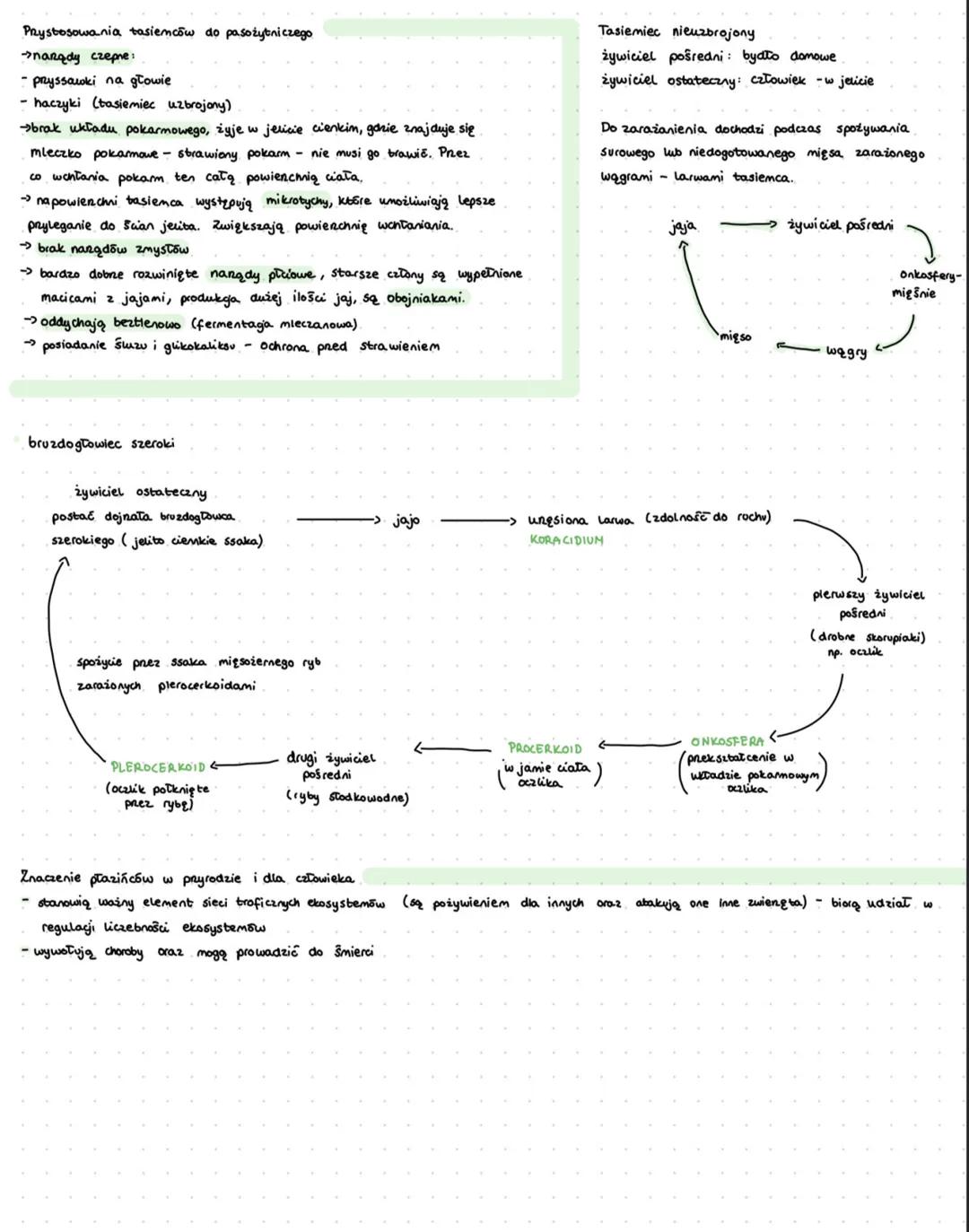 # PŁAZINCE
Plazinice to grupa predstawiające pasożyty tasiemce, motylice wątrobową.
Natomiast drugą grupą
Komórki perenchymatyczne:
występ