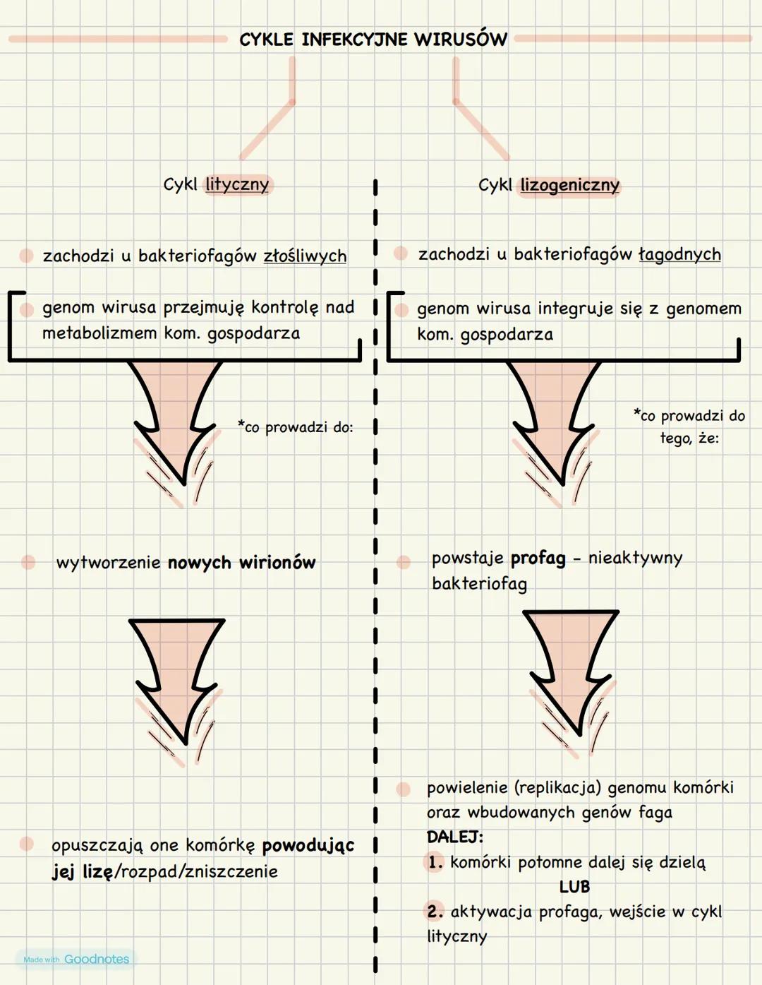 Wirusy - molekularne pasożyty
CZYNNIKI ZAKAŹNE
WEWNĄTRZKOMÓRKOWE PASOŻYTY
zbudowane z białka i kwasu
nukleinowego (DNA lub RNA)
nie są organ