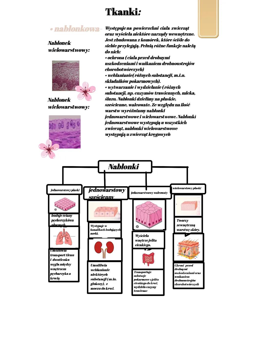 Tkanka nabłonkowa klasa 6 biologia