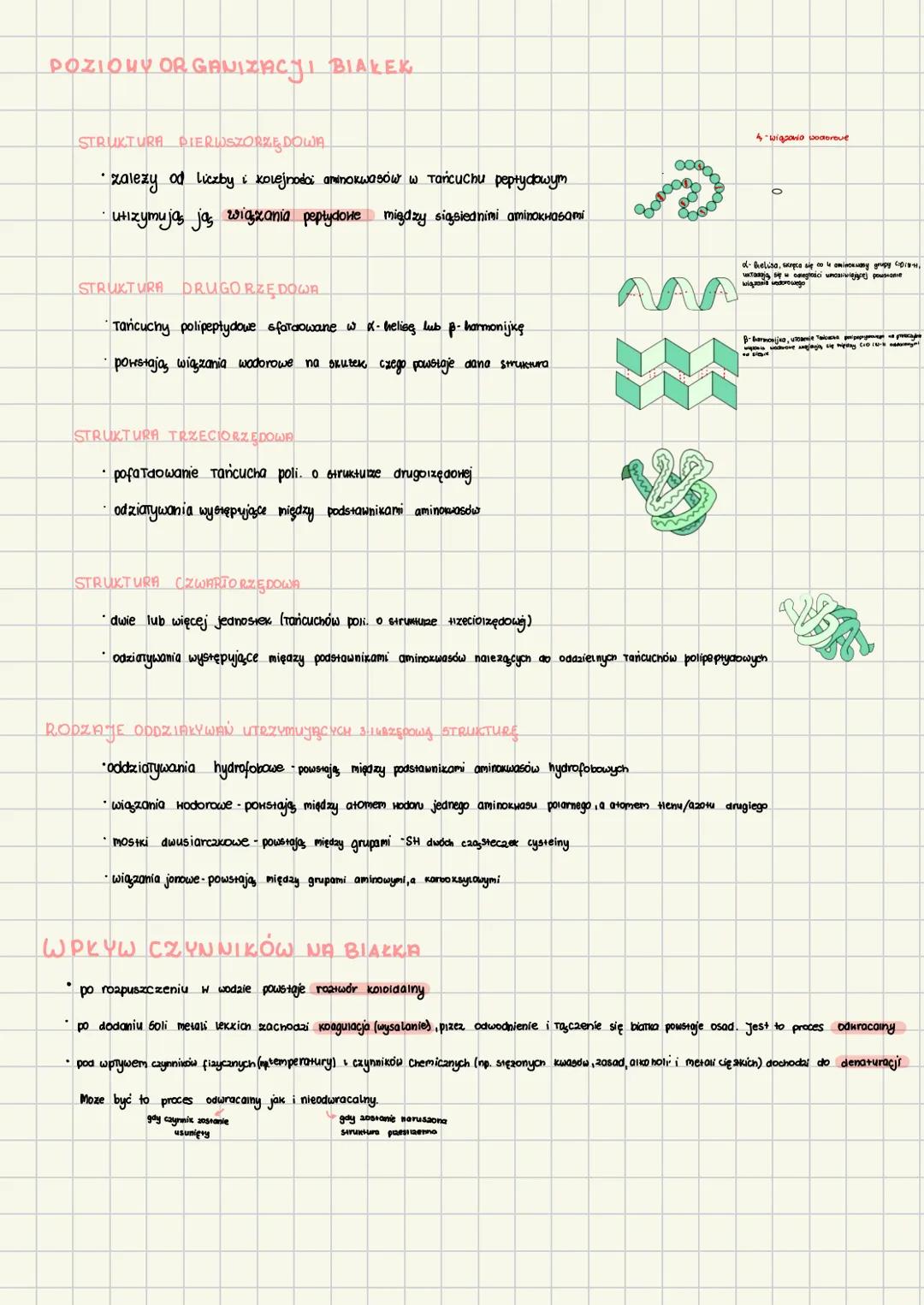 BUDOWA
• zbudowane 2 węgle, wodoru, tlenu i azotu (czasem siarki)
"
dwie grupy funkcyjne - aminowa (NH) i karboksylowa (-COOH)
.
wyróżnia si