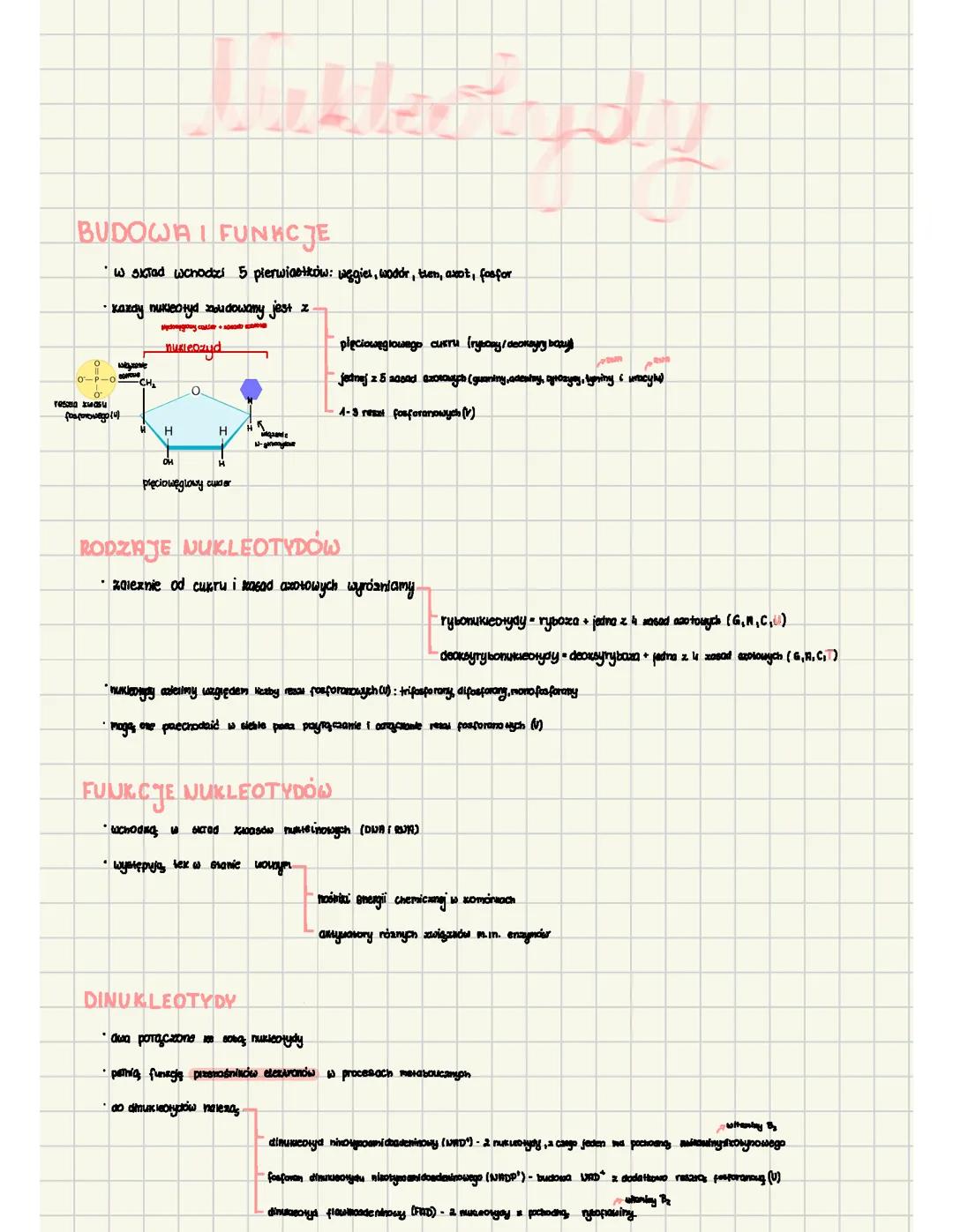 Budowa i funkcje nukleotydów oraz kwasów nukleinowych