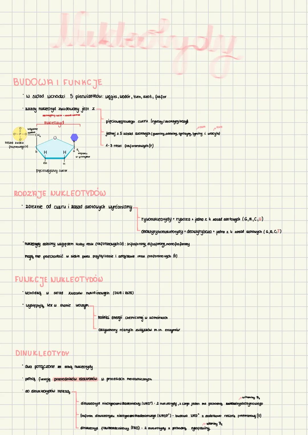 BUDOWA I FUNKCJE
W skład wchodzi 5 pierwiastków: węgiel, wodór, then, axot, fosfor
•Kazdy nukleotyd zbudowany jest z.
о wiązanie
esroue
O-P-