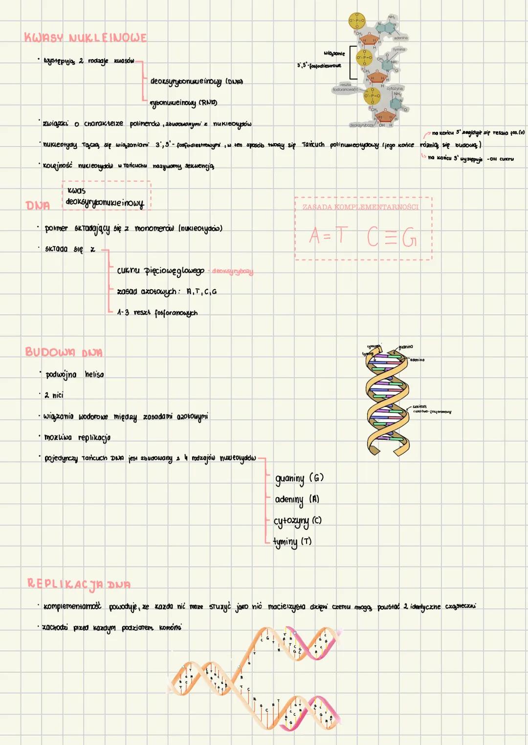BUDOWA I FUNKCJE
W skład wchodzi 5 pierwiastków: węgiel, wodór, then, axot, fosfor
•Kazdy nukleotyd zbudowany jest z.
о wiązanie
esroue
O-P-