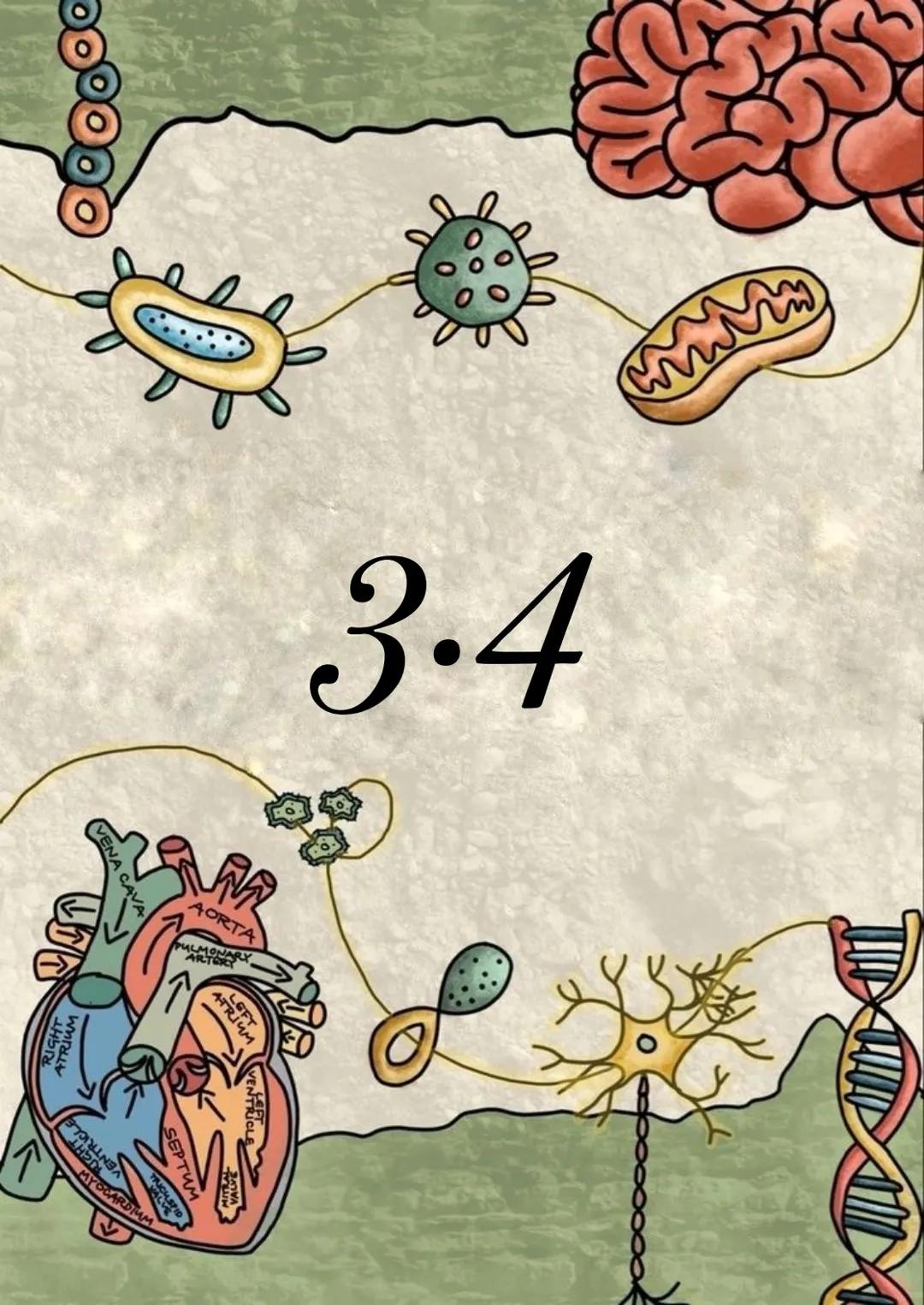 3.4 4 Z 18
# JADRO
# KOMORKOWE
* pory jądrowe
* otoczka jądrowa
* jąderko
* chromatyna
1. Budowa:
* otoczone dwiema błonami t