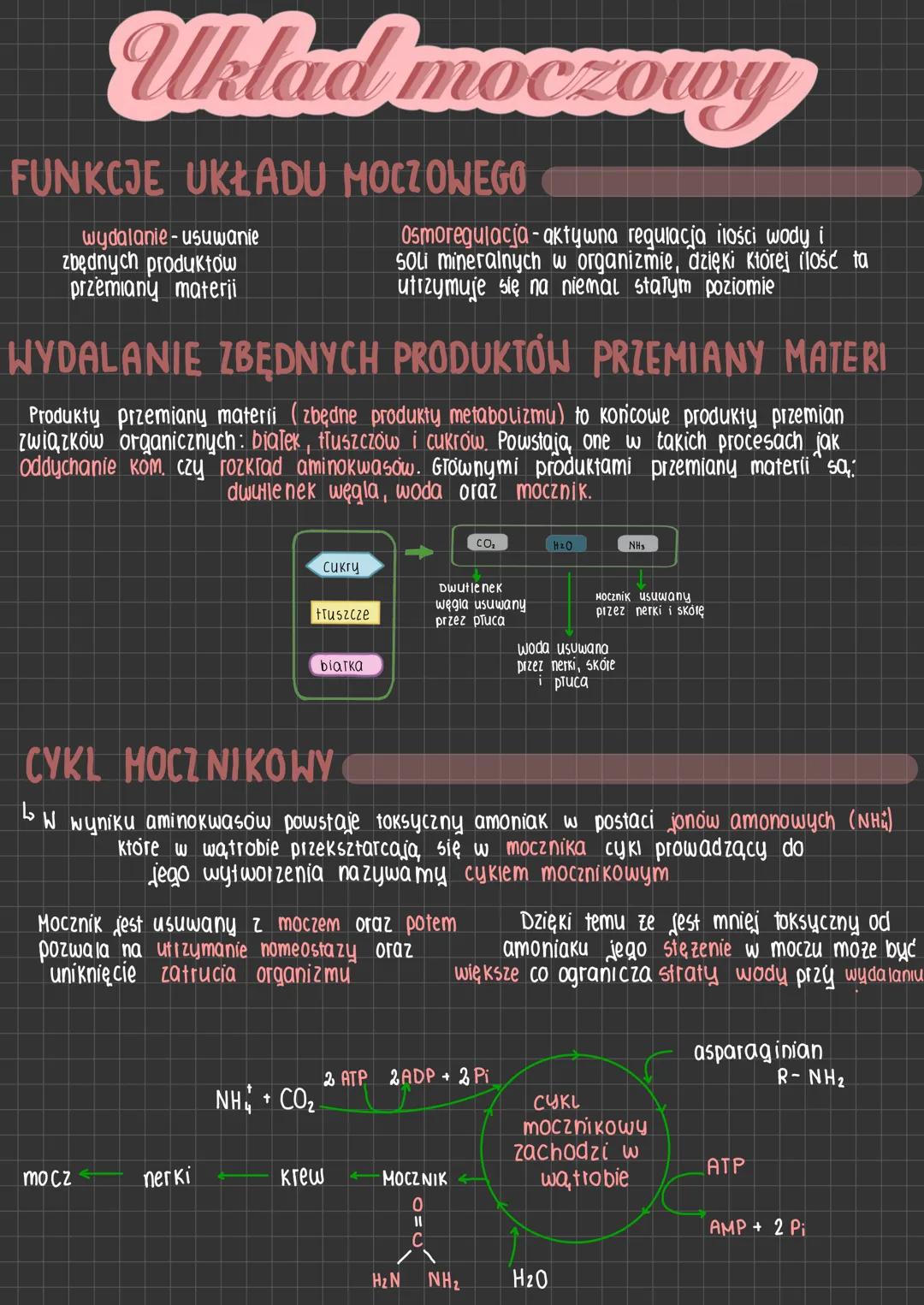# Układ moczowy
FUNKCJE UKŁADU MOCZOWEGO
wydalanie- usuwanie
zbędnych produktow
przemiany materji
Osmoregulacja-aktywna regulacja ilości