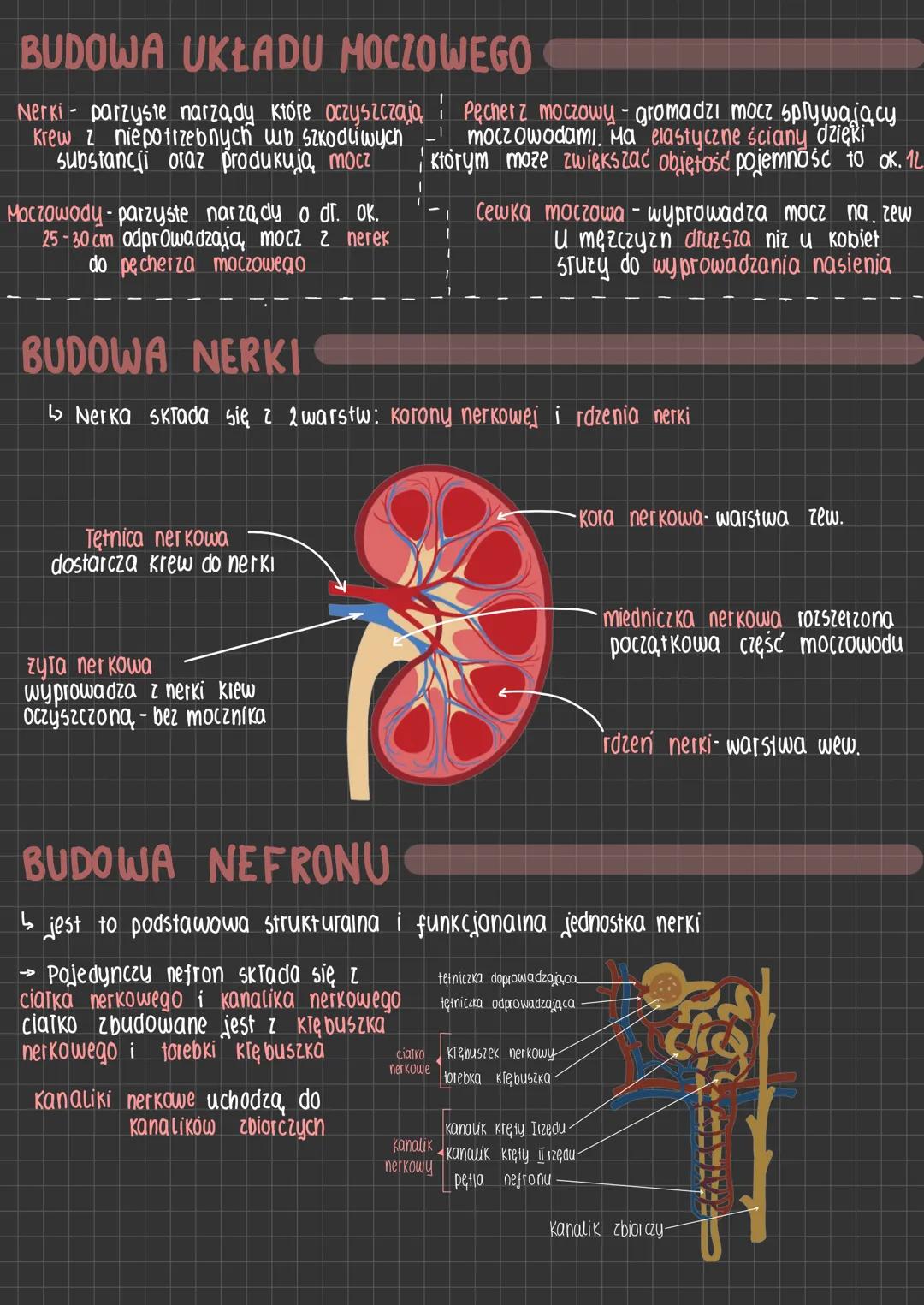 # Układ moczowy
FUNKCJE UKŁADU MOCZOWEGO
wydalanie- usuwanie
zbędnych produktow
przemiany materji
Osmoregulacja-aktywna regulacja ilości