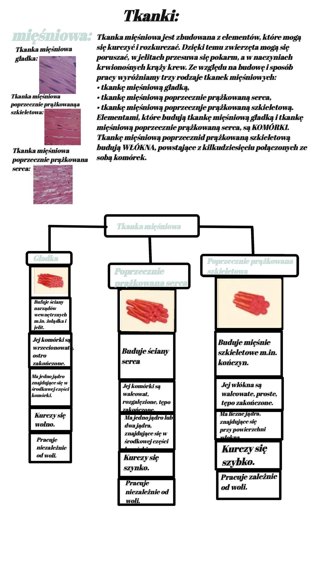Tkanki:
mięśniowa: Tkanka mięśniowa jest zbudowana z elementów, które mogą
Tkanka mięśniowa
gładka:
się kurczyć i rozkurczać. Dzięki temu zw