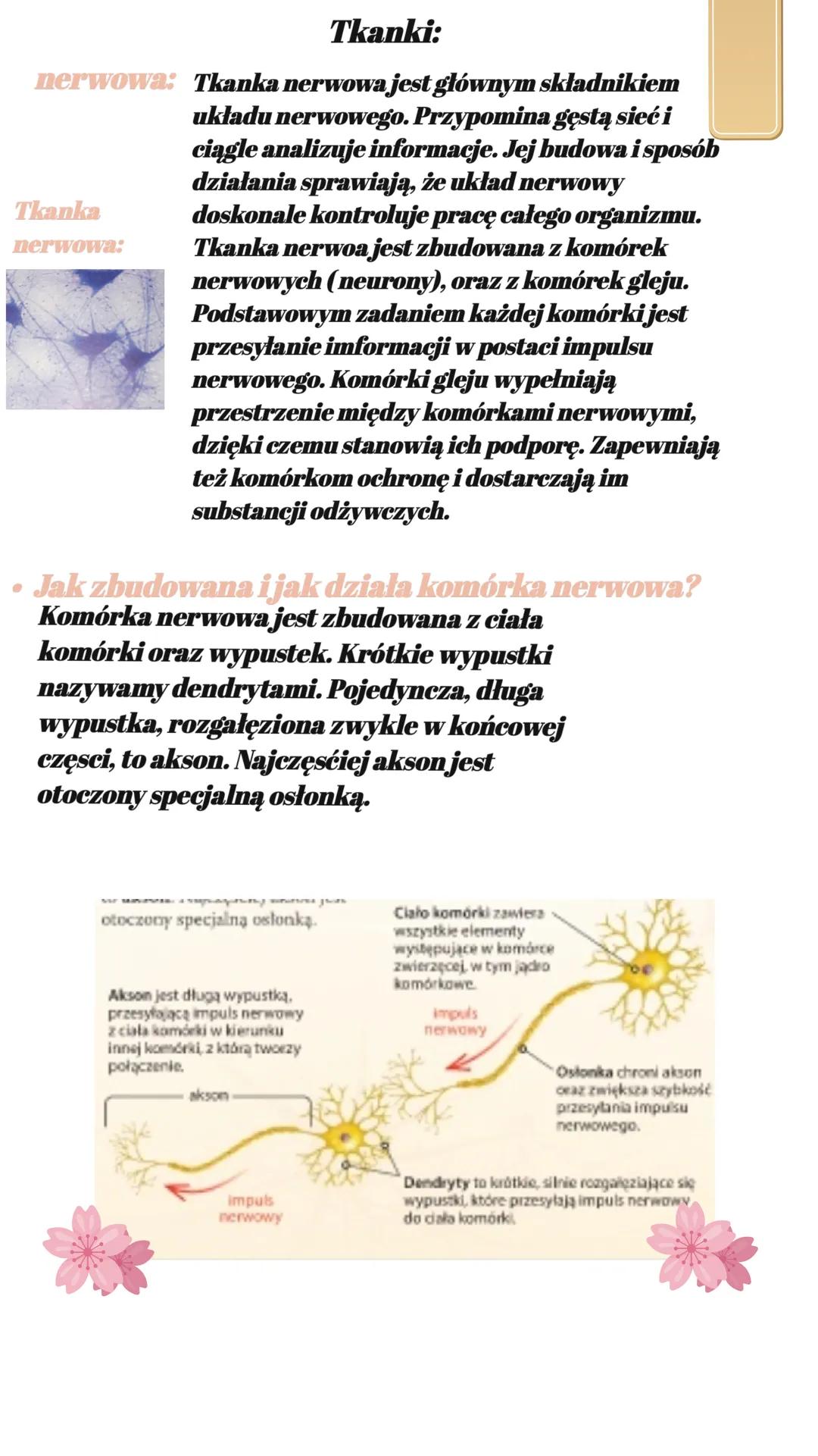 Tkanka
nerwowa:
Tkanki:
nerwowa: Tkanka nerwowa jest głównym składnikiem
układu nerwowego. Przypomina gęstą sieć i
ciągle analizuje informa