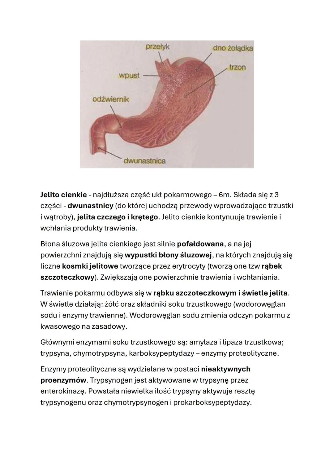 # 4.4 Budowa i funkcje układu pokarmowego
W skład układu pokarmowego wchodzą przewód pokarmowy i gruczoły
trawienne.
Przewód pokarmowy jes