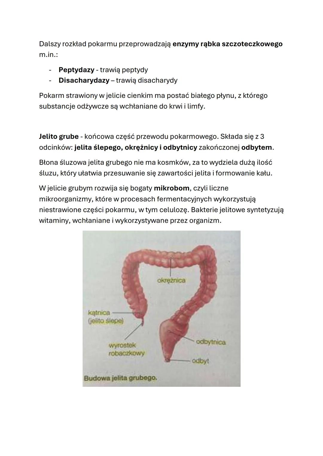 # 4.4 Budowa i funkcje układu pokarmowego
W skład układu pokarmowego wchodzą przewód pokarmowy i gruczoły
trawienne.
Przewód pokarmowy jes