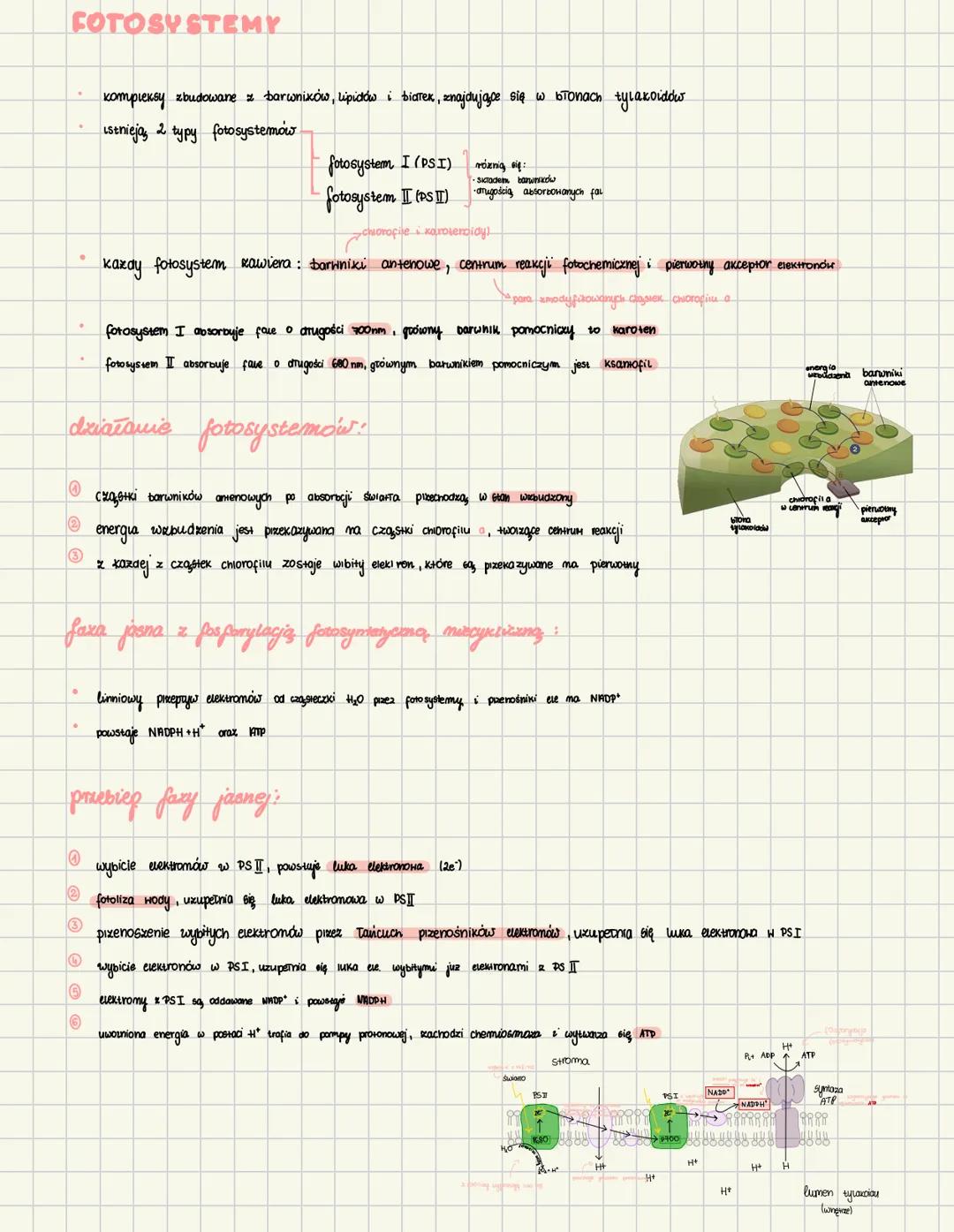 temat: Autotroficzne odzywianie się organizmów-fotosyntezo
ODZYWIANIE SIĘ ORGANIZMÓW
fotosyntexa
źródło energii: światło
pizykłady
rośli