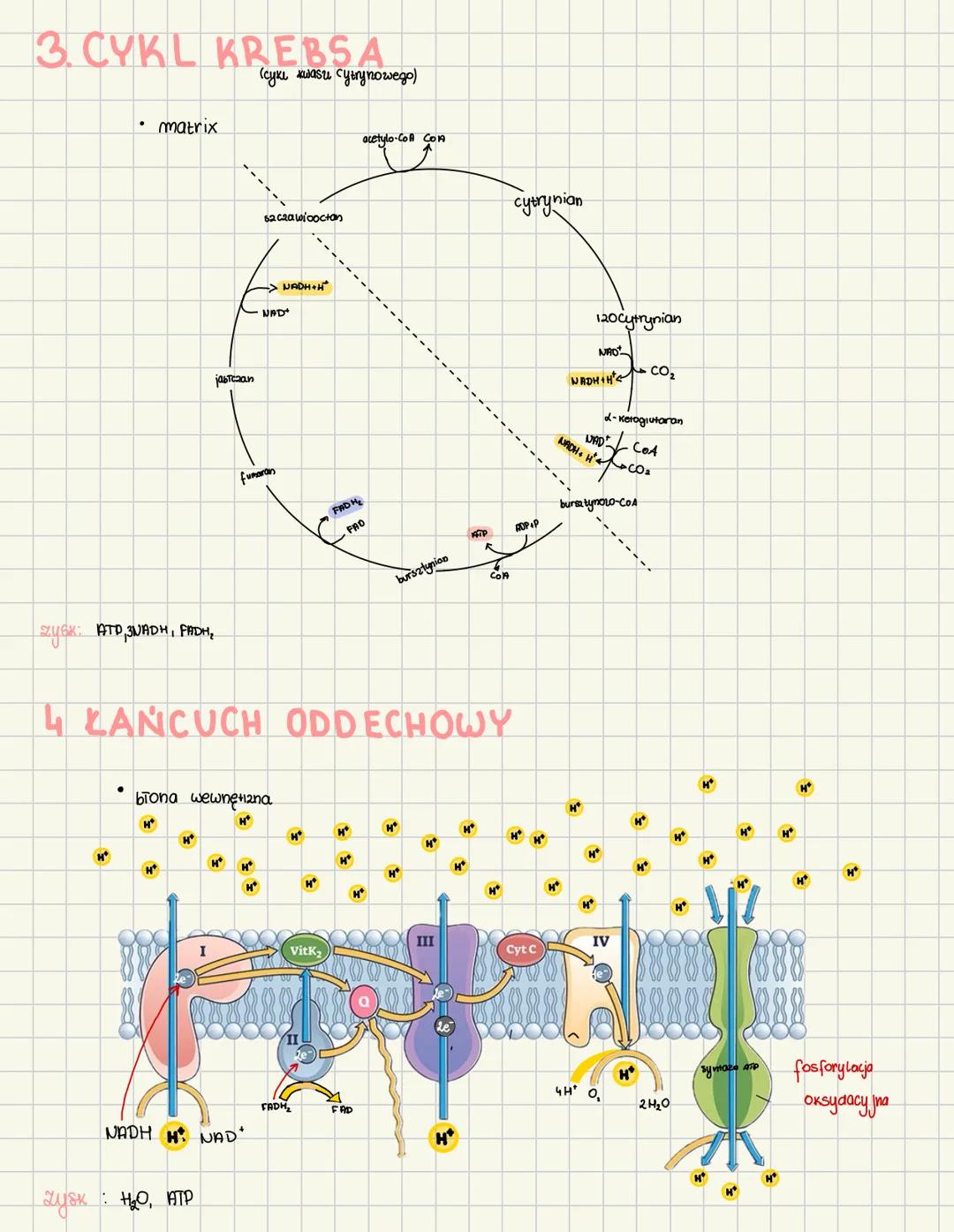 # Oddychanie komórkowe
oddychanie komórkowe podstawowy proces dostarczona energi xomórkom oraz jest procesem Katabolicznym
Oddychanie
tle