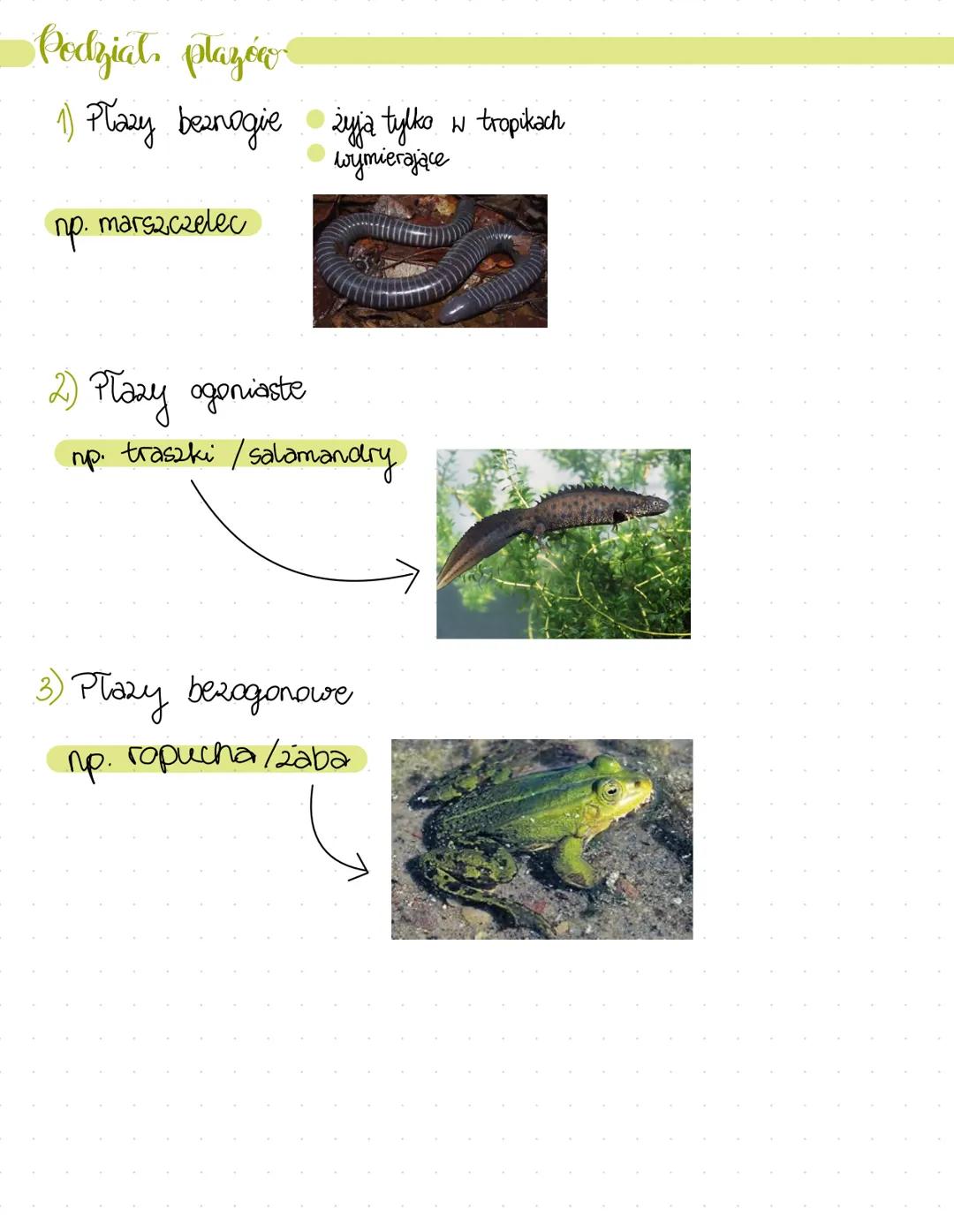 pochodzenic
# Plazy
Sylur
Dewon
Karbon
Dewon-pojawiły się plazy 2 ryby trzonoptetivey
ICUTIOSTEGA - forma pośrednia rybo-plaz
Cechy R