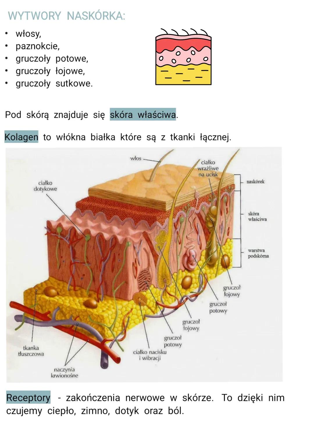 Biologia
Budowa i funkcje skóry
FUNKCJE SKÓRY:
ochrona przed wszelkimi urazami, szkodliwymi substancjami,
drobnoustrojami chorobotwórczymi i