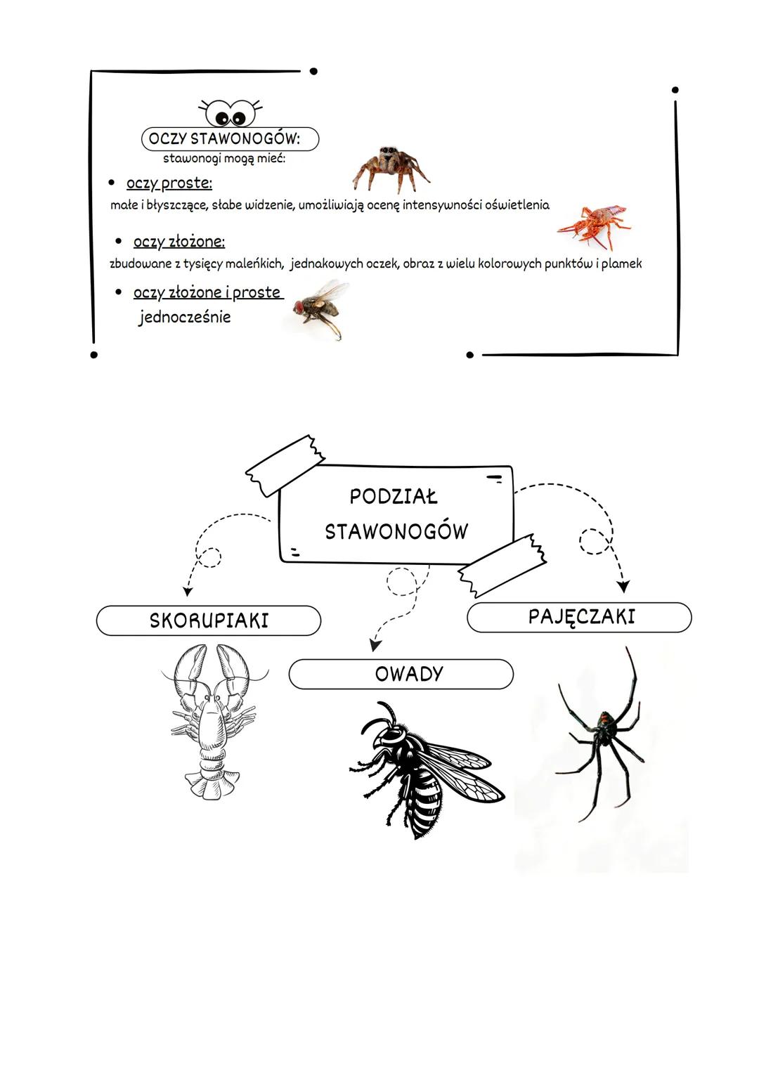 # STAWONOGI
ŚRODOWISKO
ŻYCIA
ŻYJĄ W NIEMAL WSZYSTKICH
TYPACH ŚRODOWISK:
NAJLICZNIEJ NA LĄDZIE
WE WSZYSTKICH STREFACH
KRAJOBRAZOWYCH
-W Ś