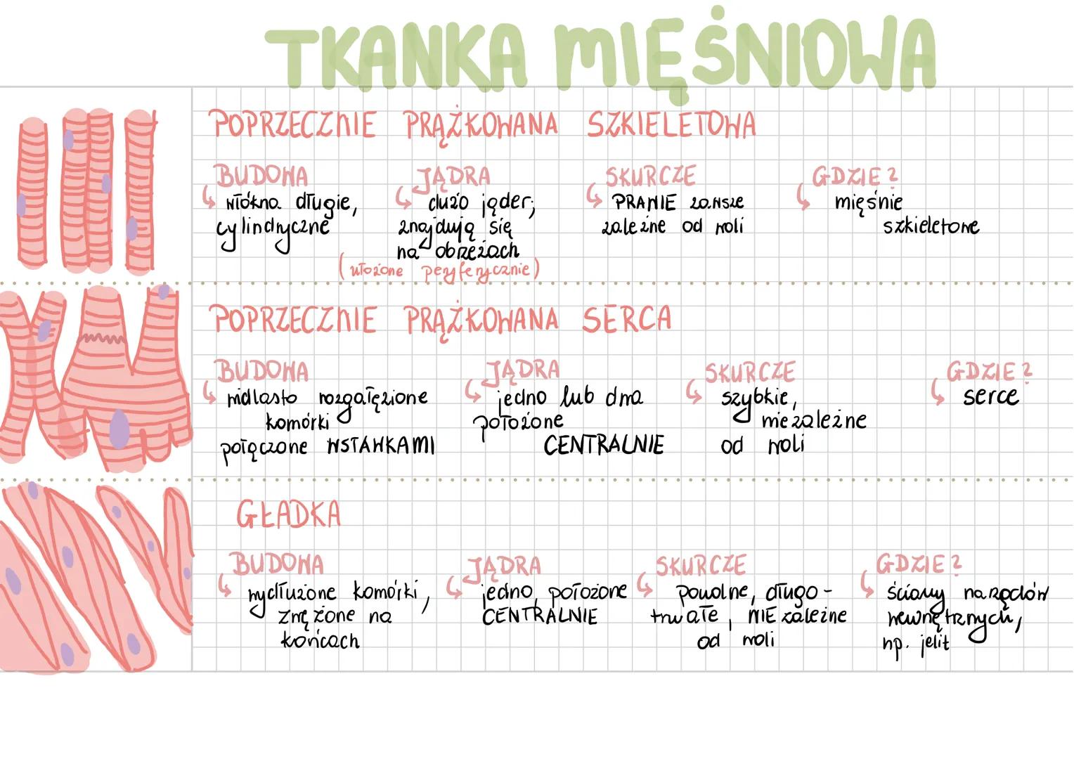 # TKANKA MIĘŚNIOWA
POPRZECZNIE PRĄŻKOHANA SZKIELETOHA
BUDONA
Niokno. długie,
cylindryczne
JADRA
clu20 jąder;
2najdują się
na obrezach
(ut