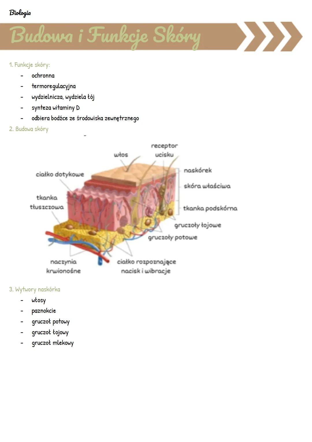 Biologia. Budowa i funkcje skóry