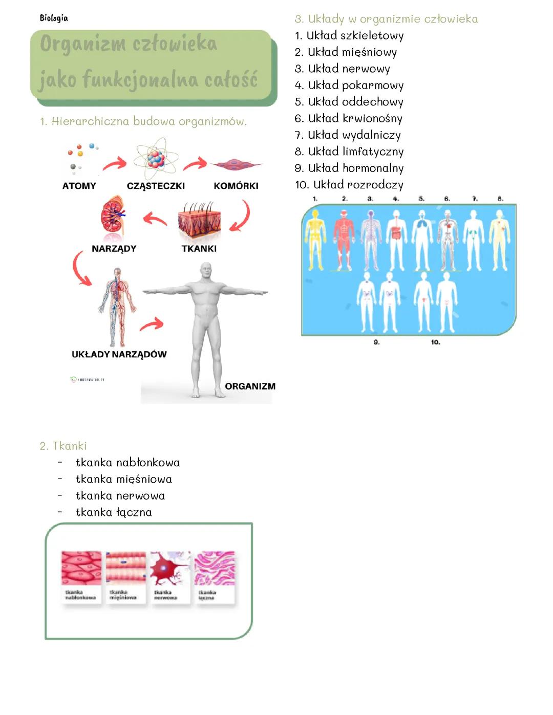 Biologia. Organizm człowieka jako funkcjonalna całość.
