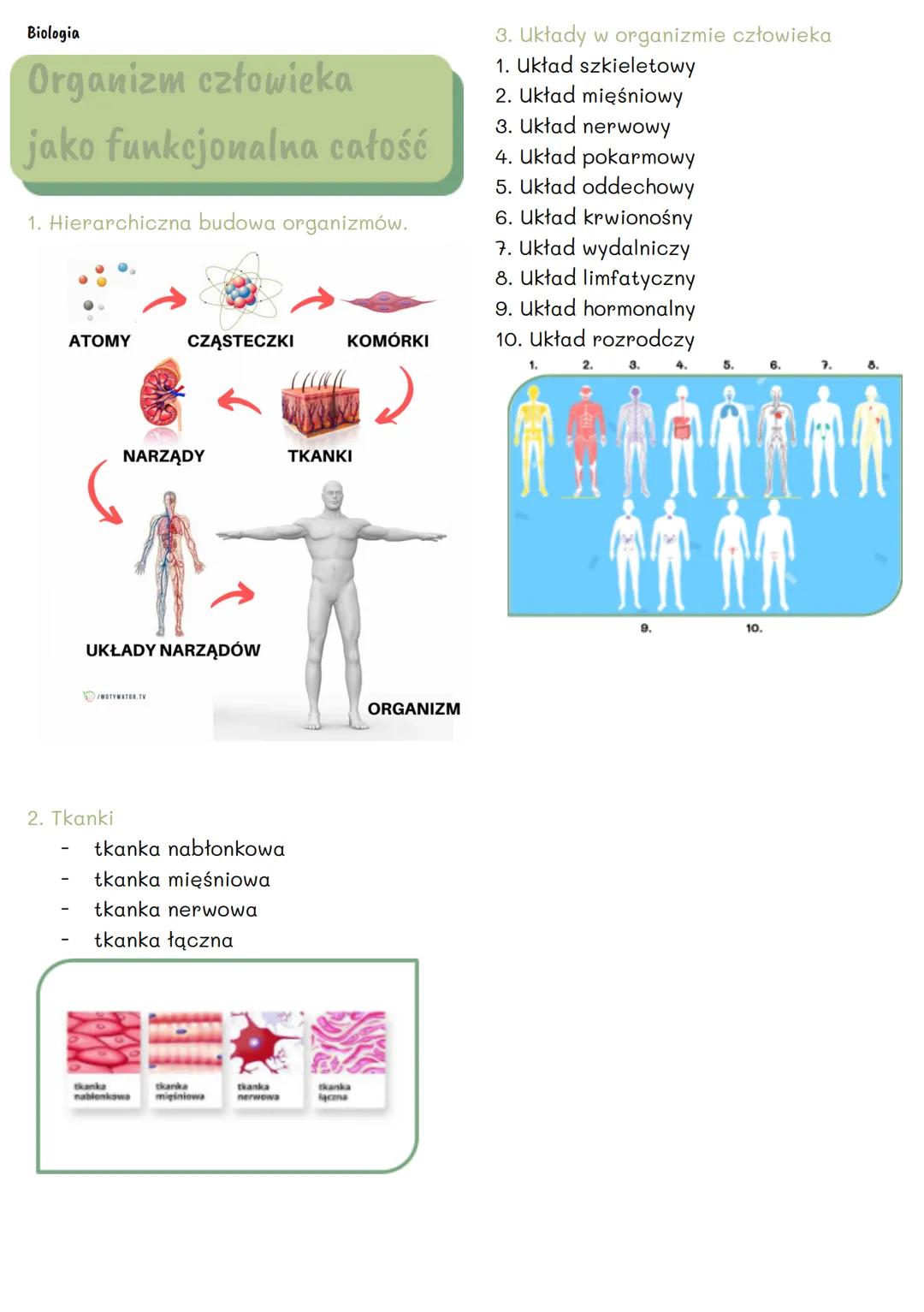 Biologia
Organizm człowieka
jako funkcjonalna całość
1. Hierarchiczna budowa organizmów.
3. Układy w organizmie człowieka
1. Układ szkieleto